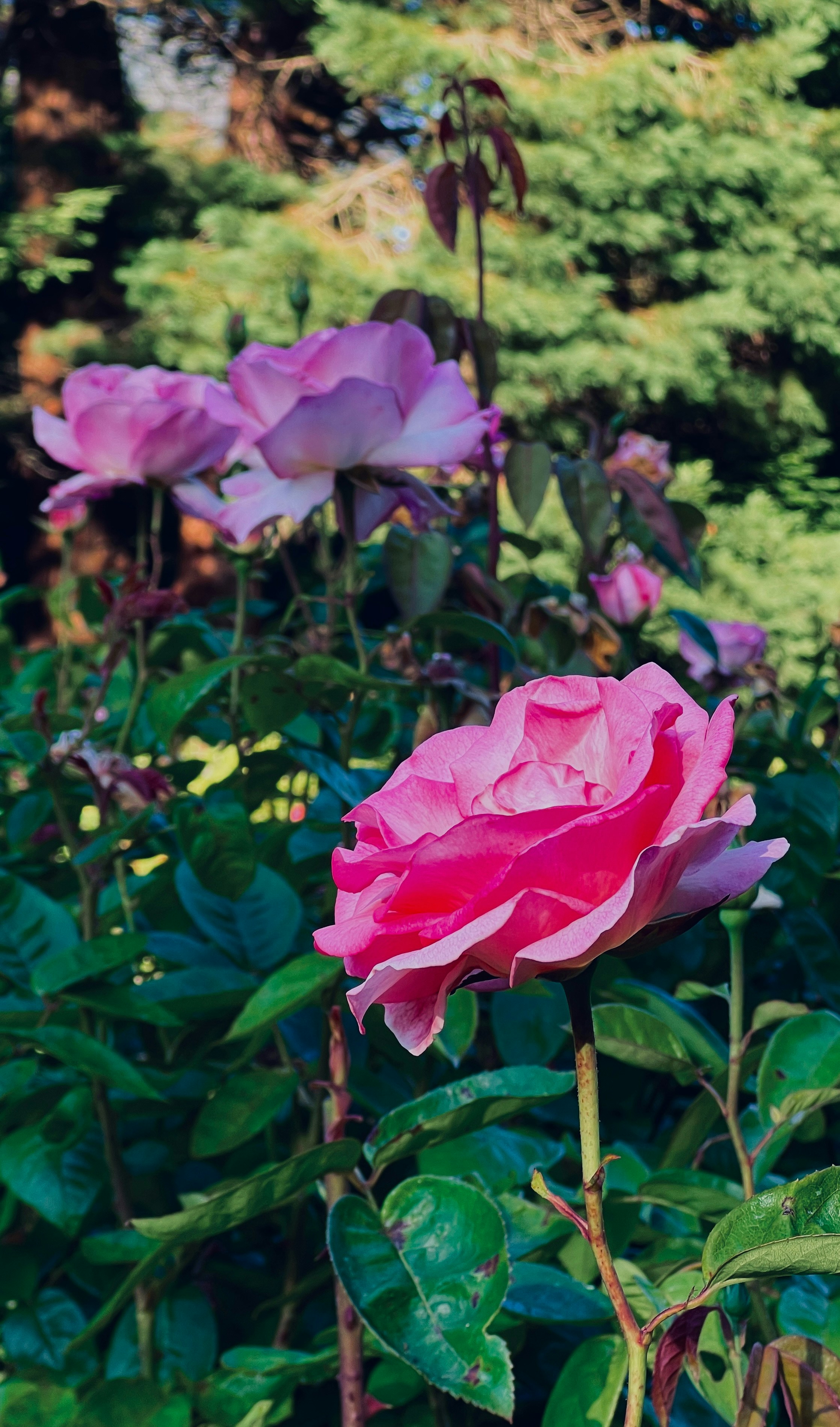 Photo by smithclukas