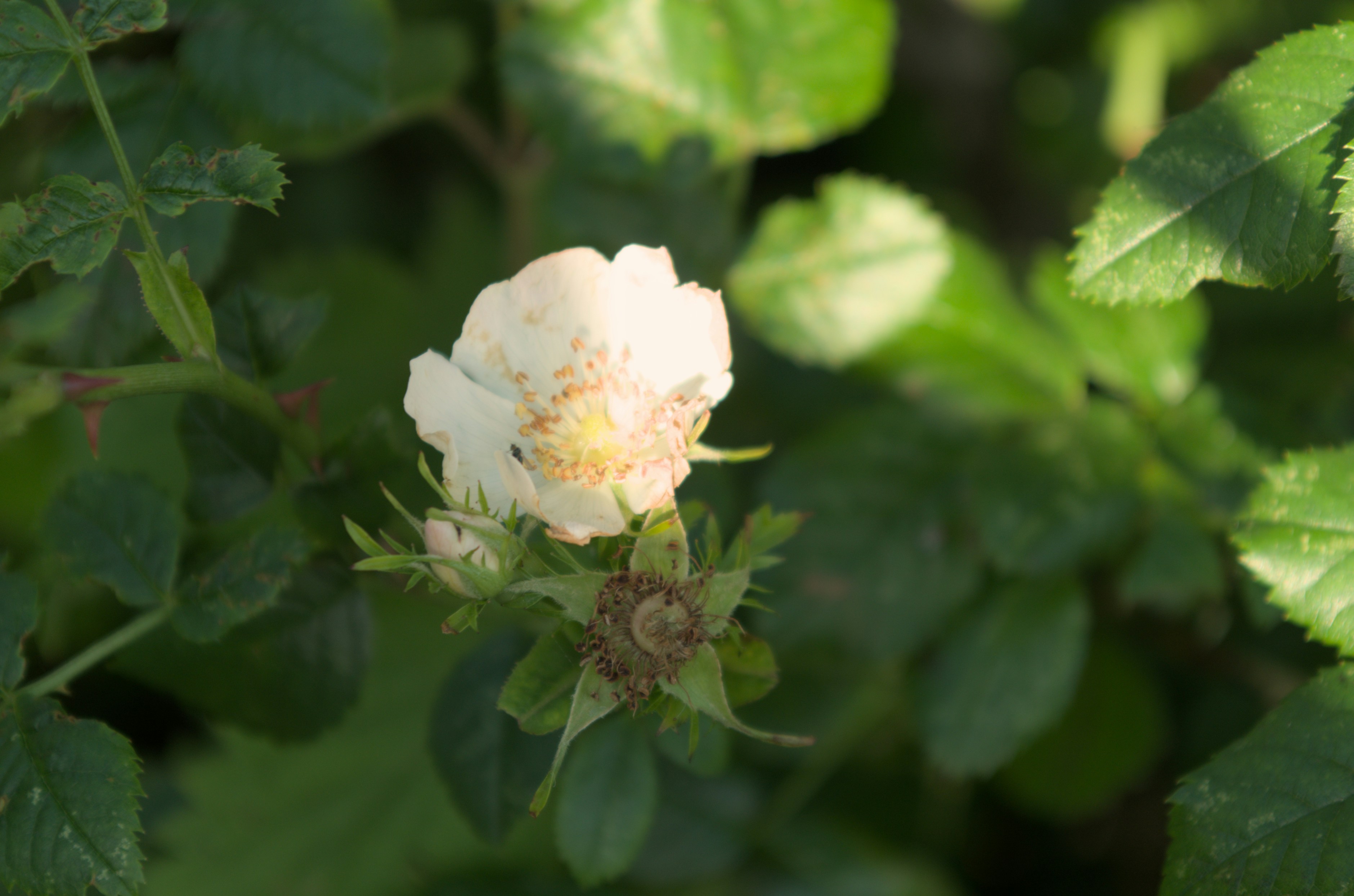 A white flower with green leaves in the background