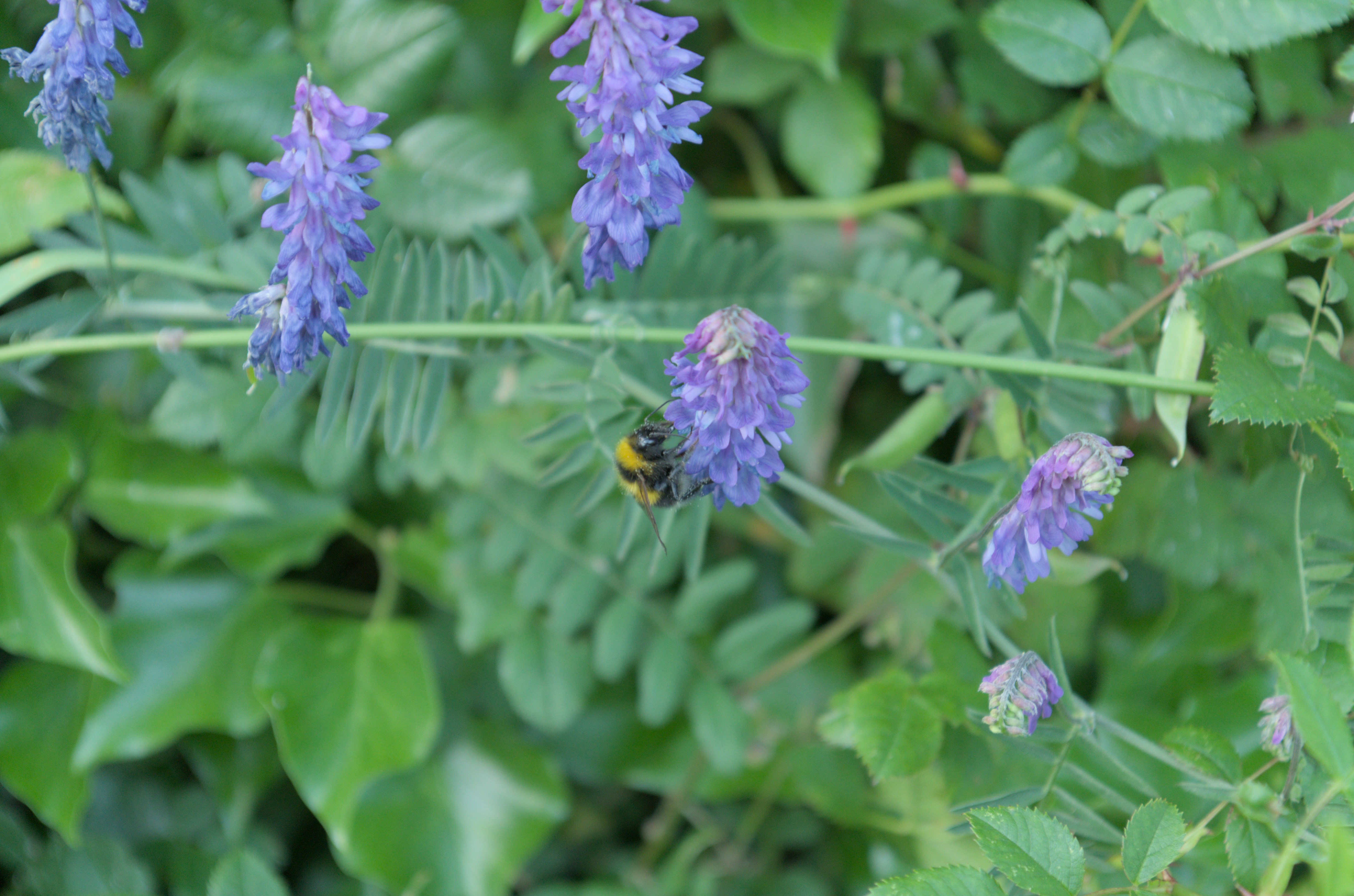 A bee is sitting on a purple flower