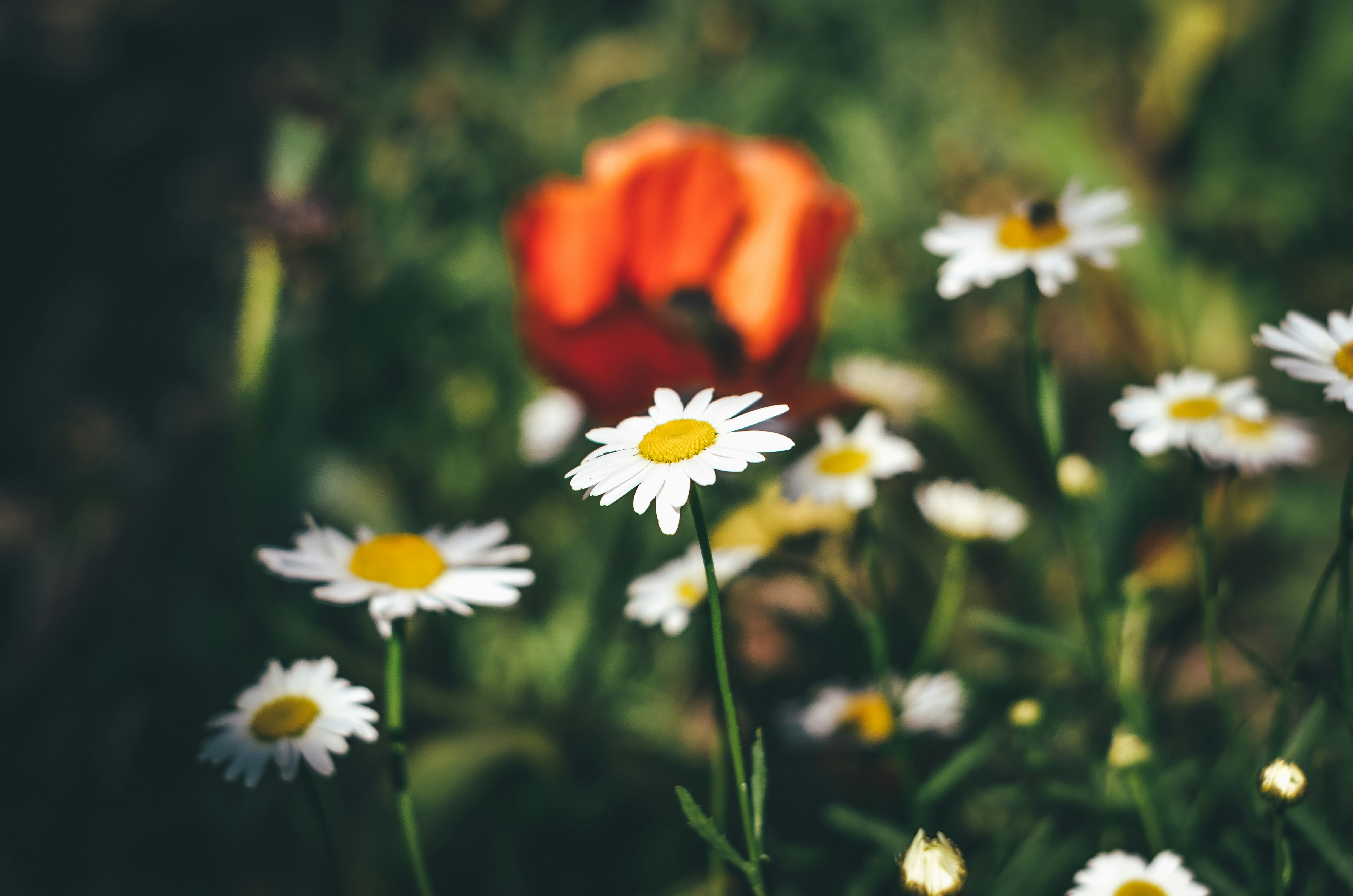 Photo by poliezhaievv