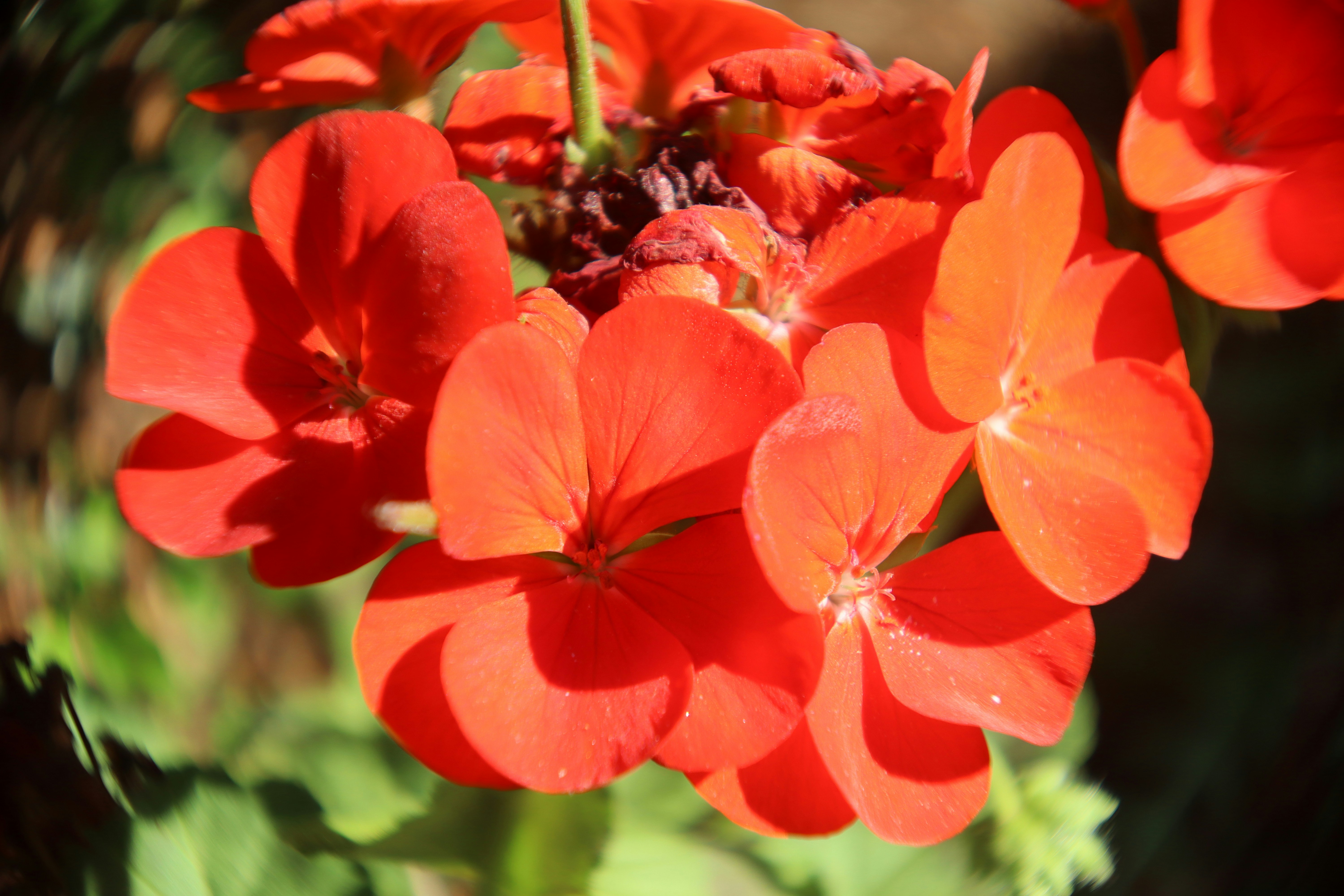 Photo by runnner_mom