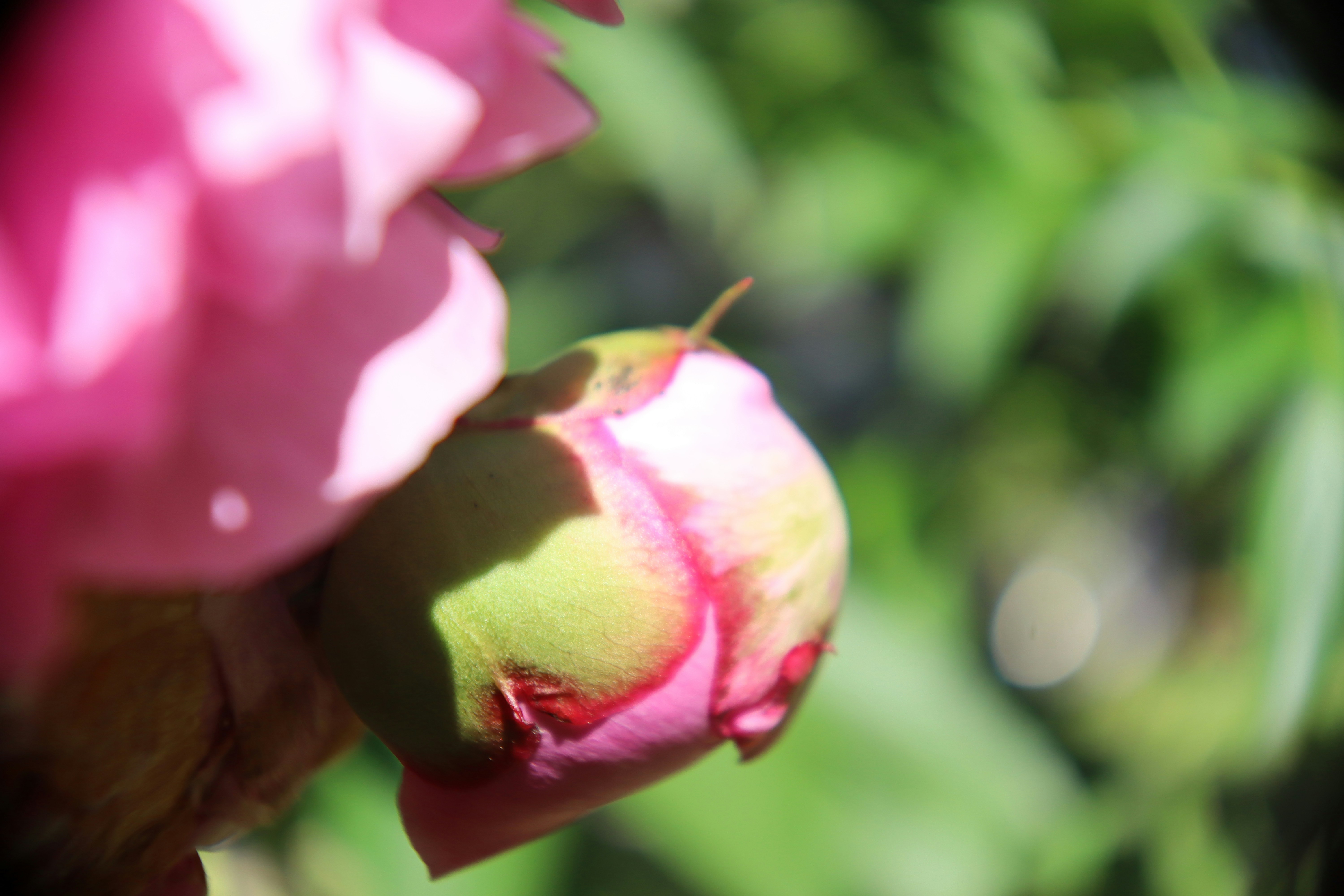 Photo by runnner_mom