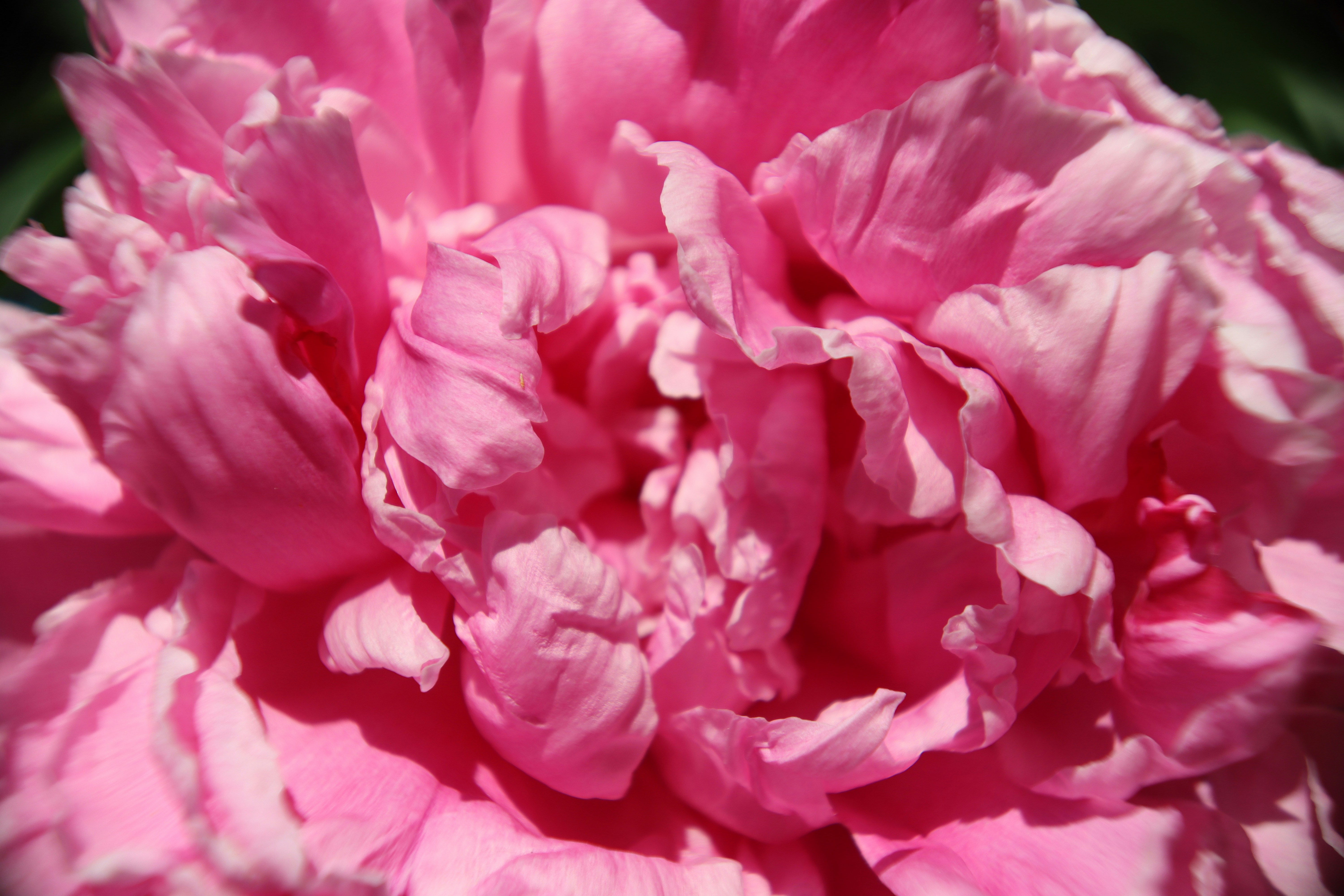 Photo by runnner_mom