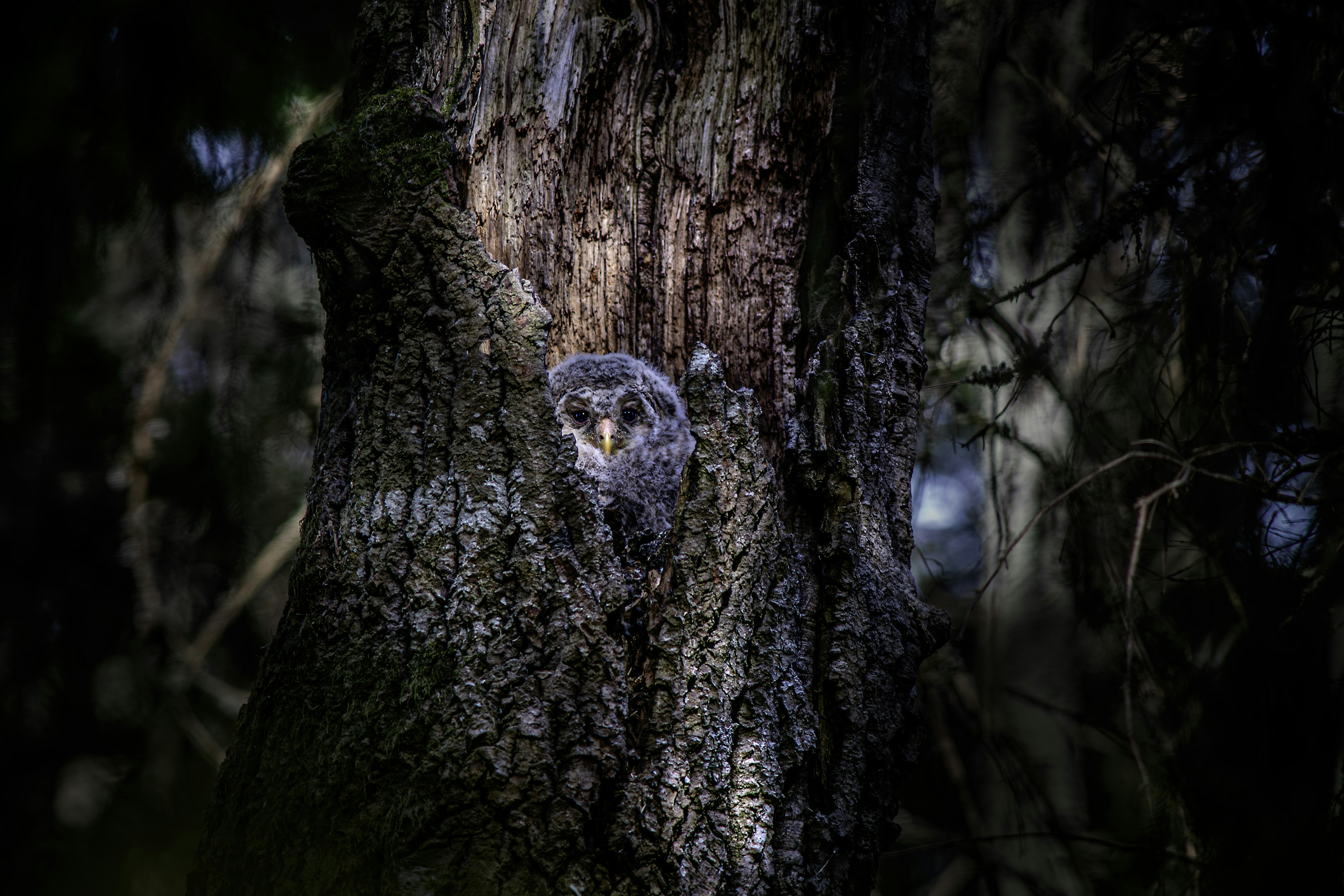 Photo by erik_karits