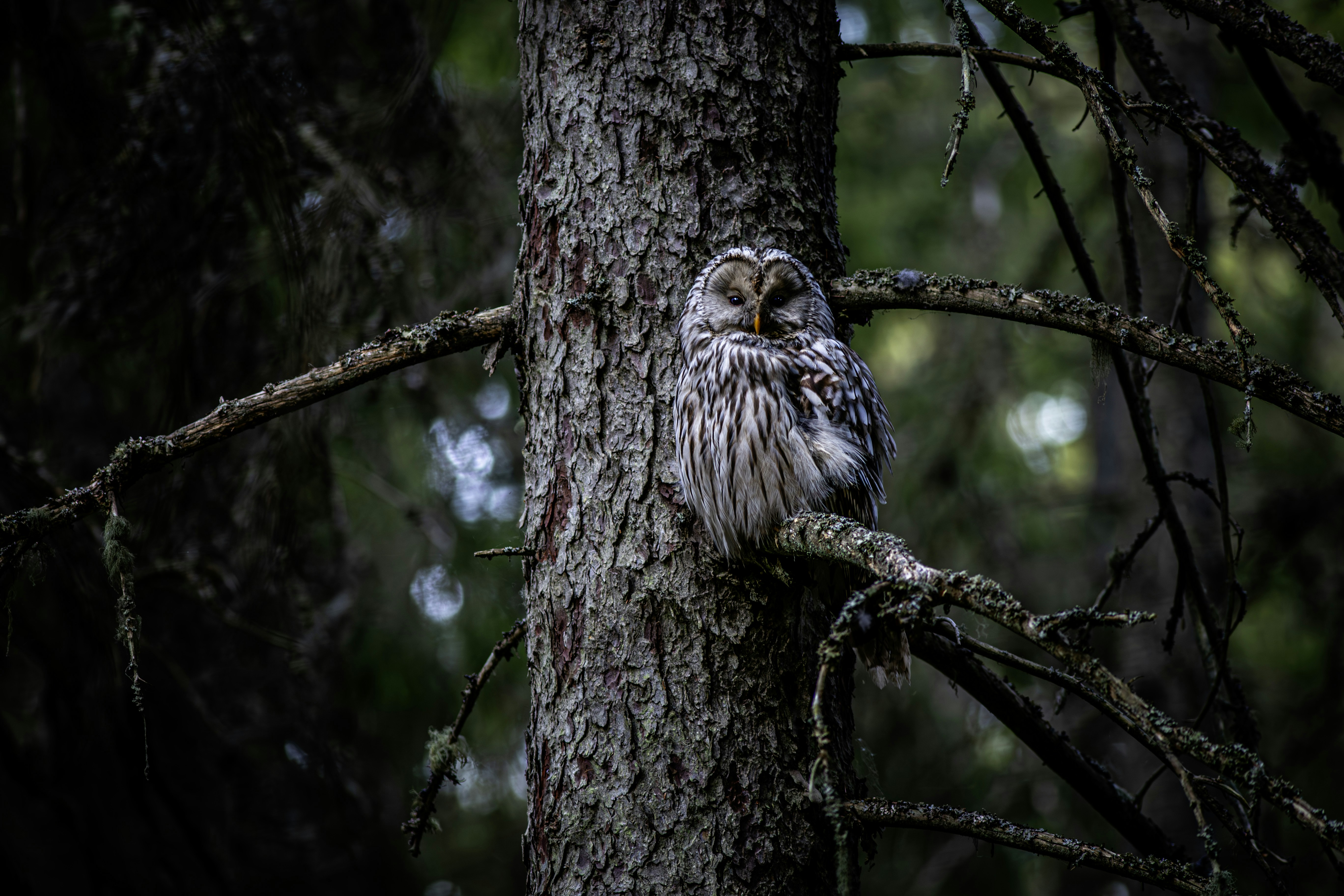 Photo by erik_karits