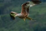 A large bird flying over a lush green hillside