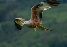 A large bird flying over a lush green hillside