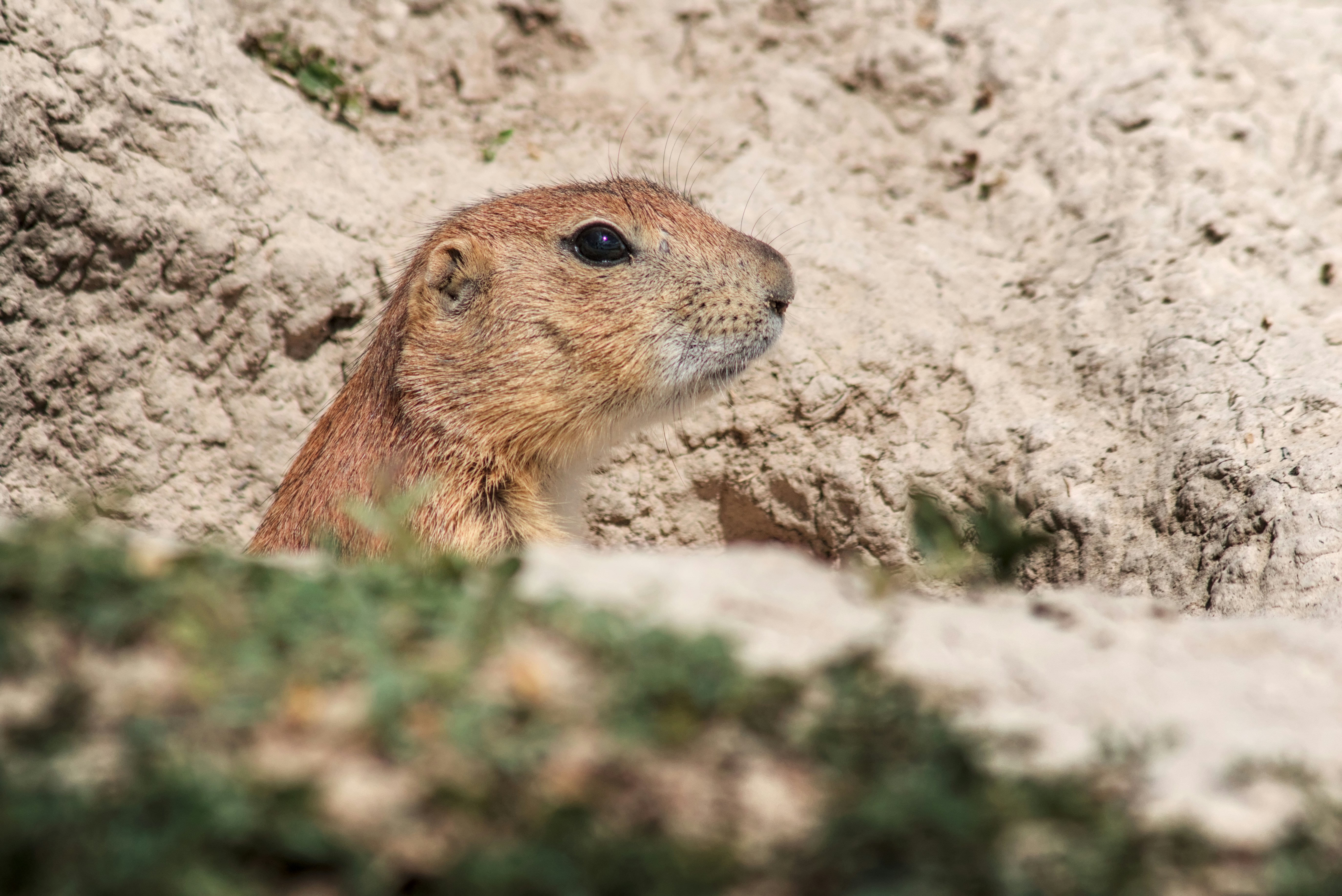 Photo by dcanadianphotographer