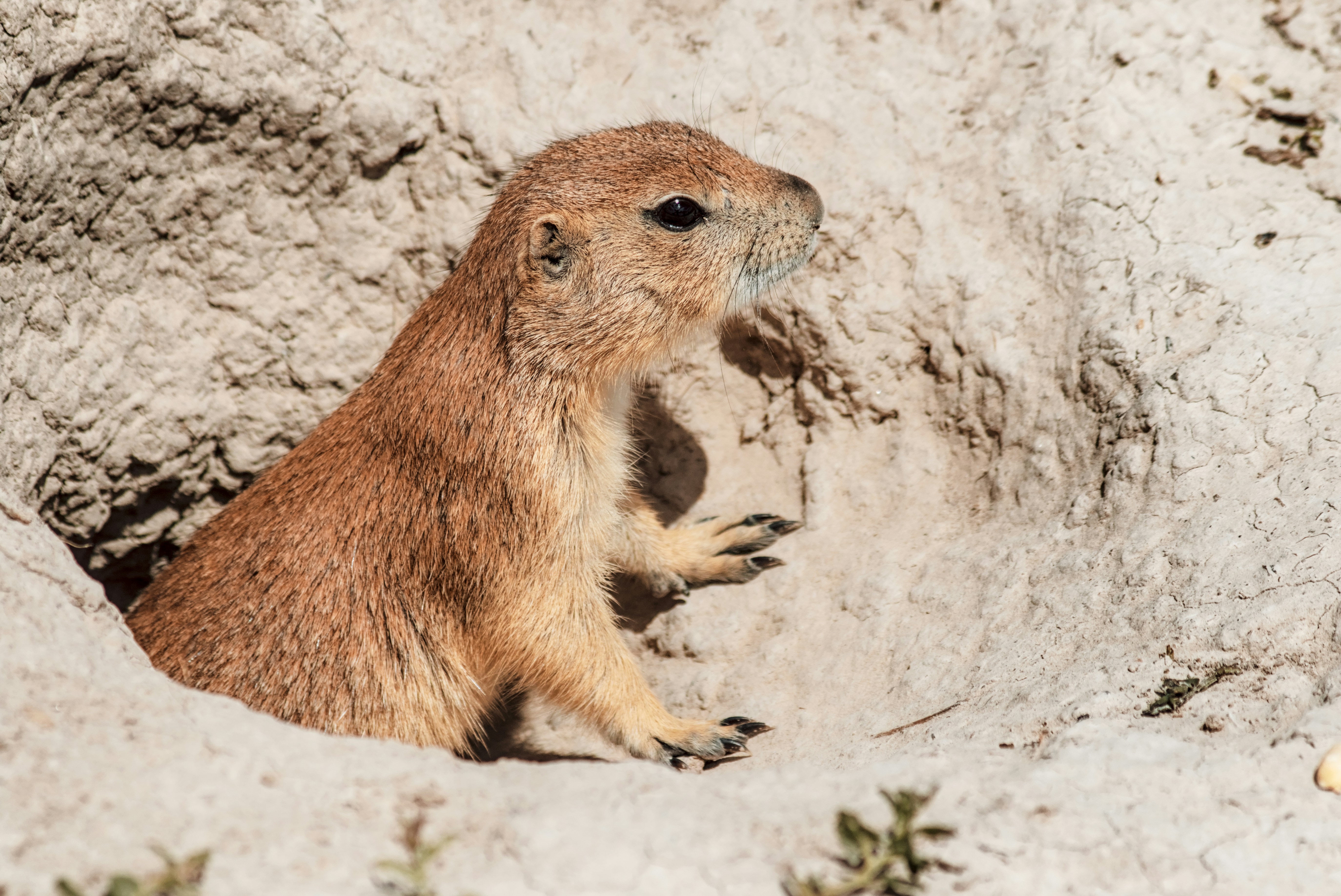 Photo by dcanadianphotographer