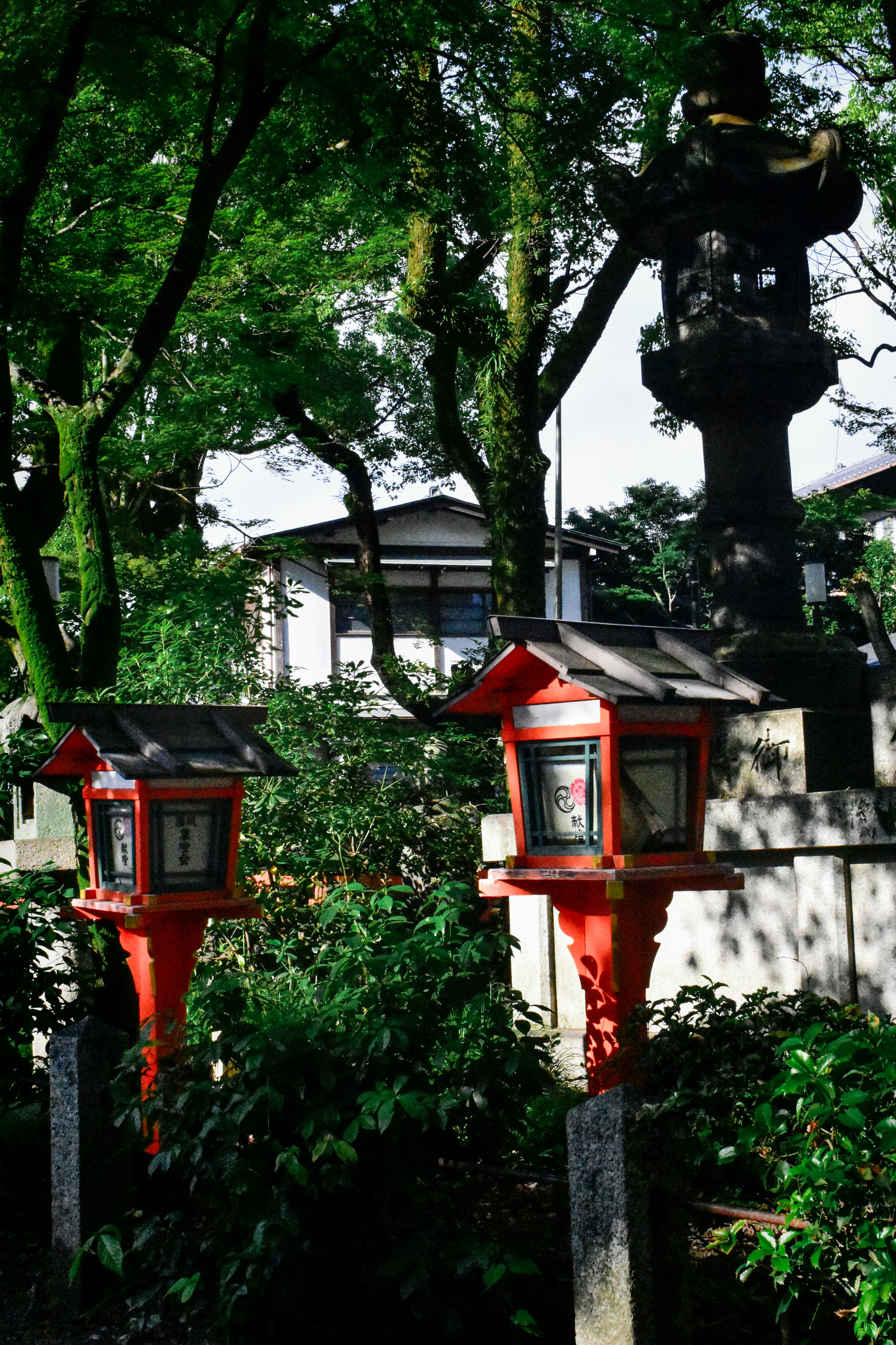 Photo by junypr