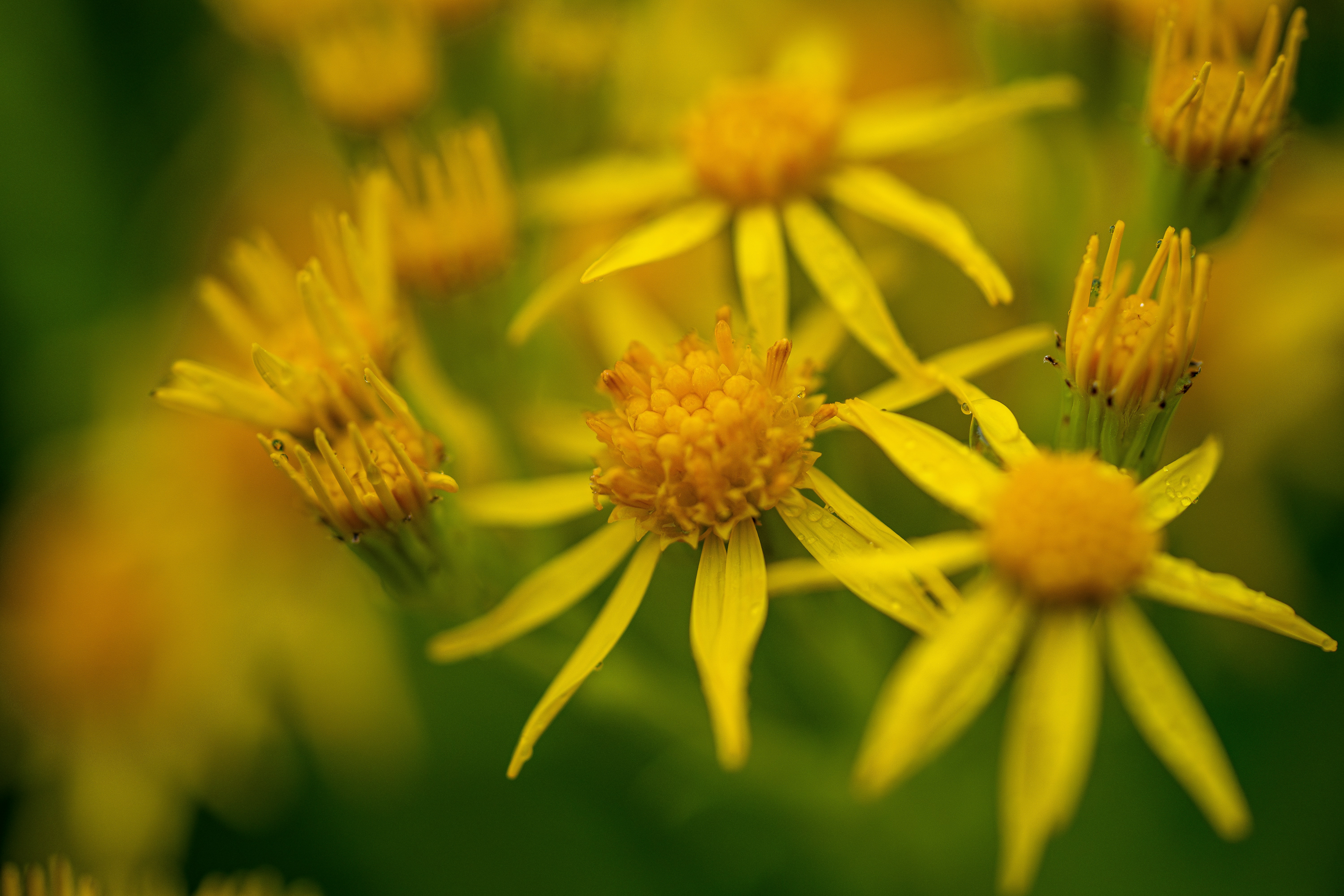 Photo by saidyigitcamlica