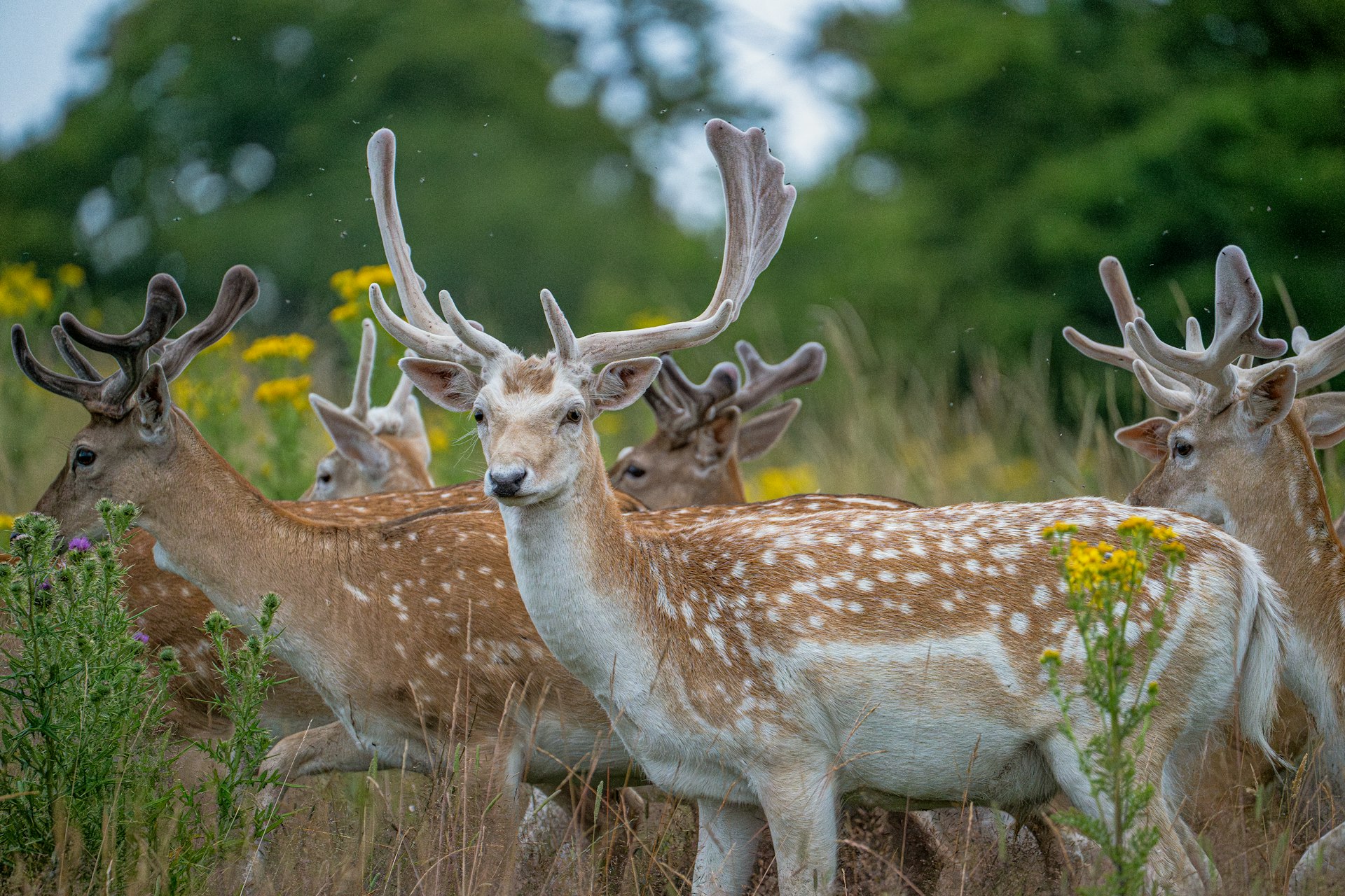 Tiere im Eifel-Zoo