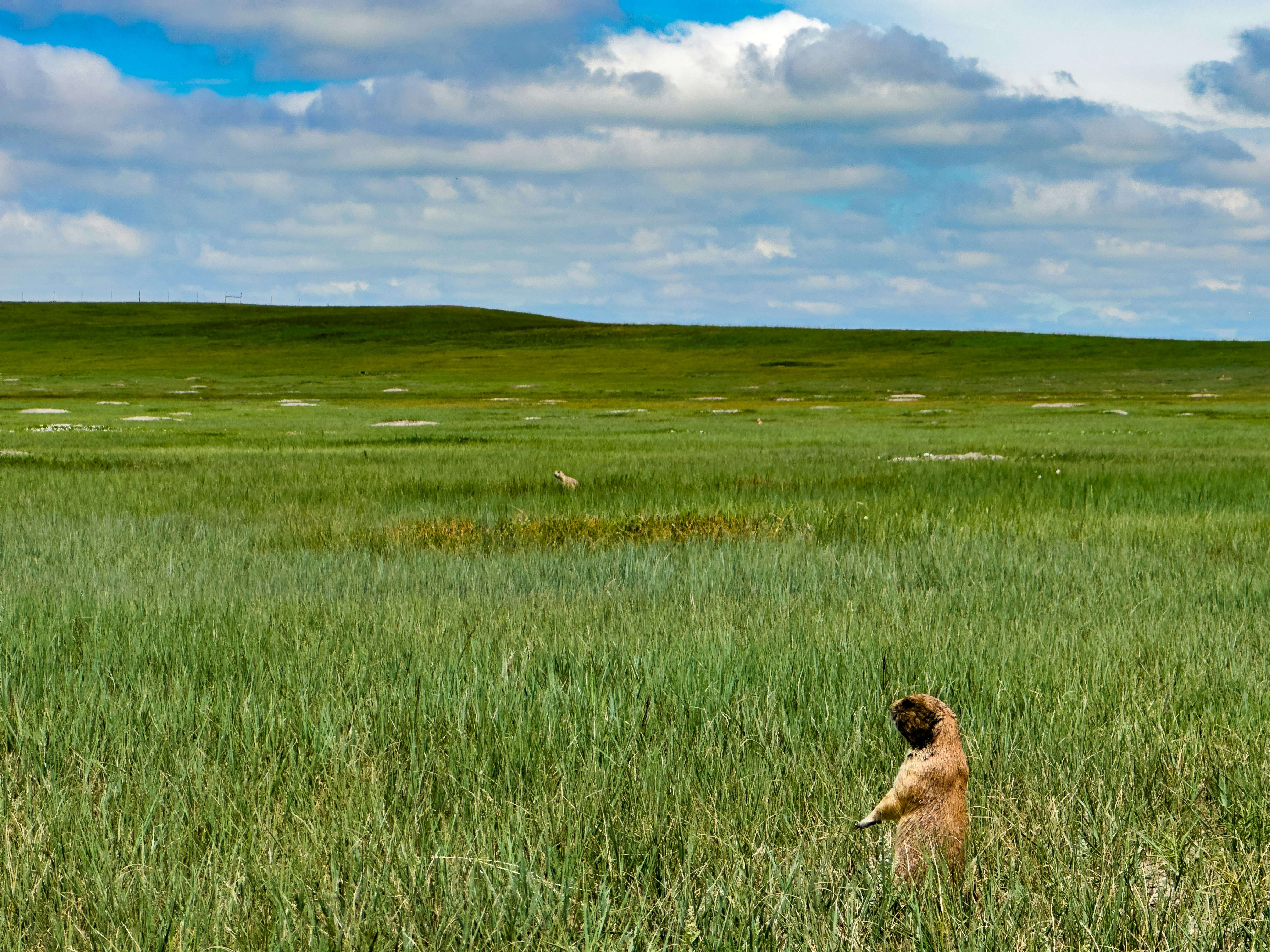 A person standing in a field of tall grass