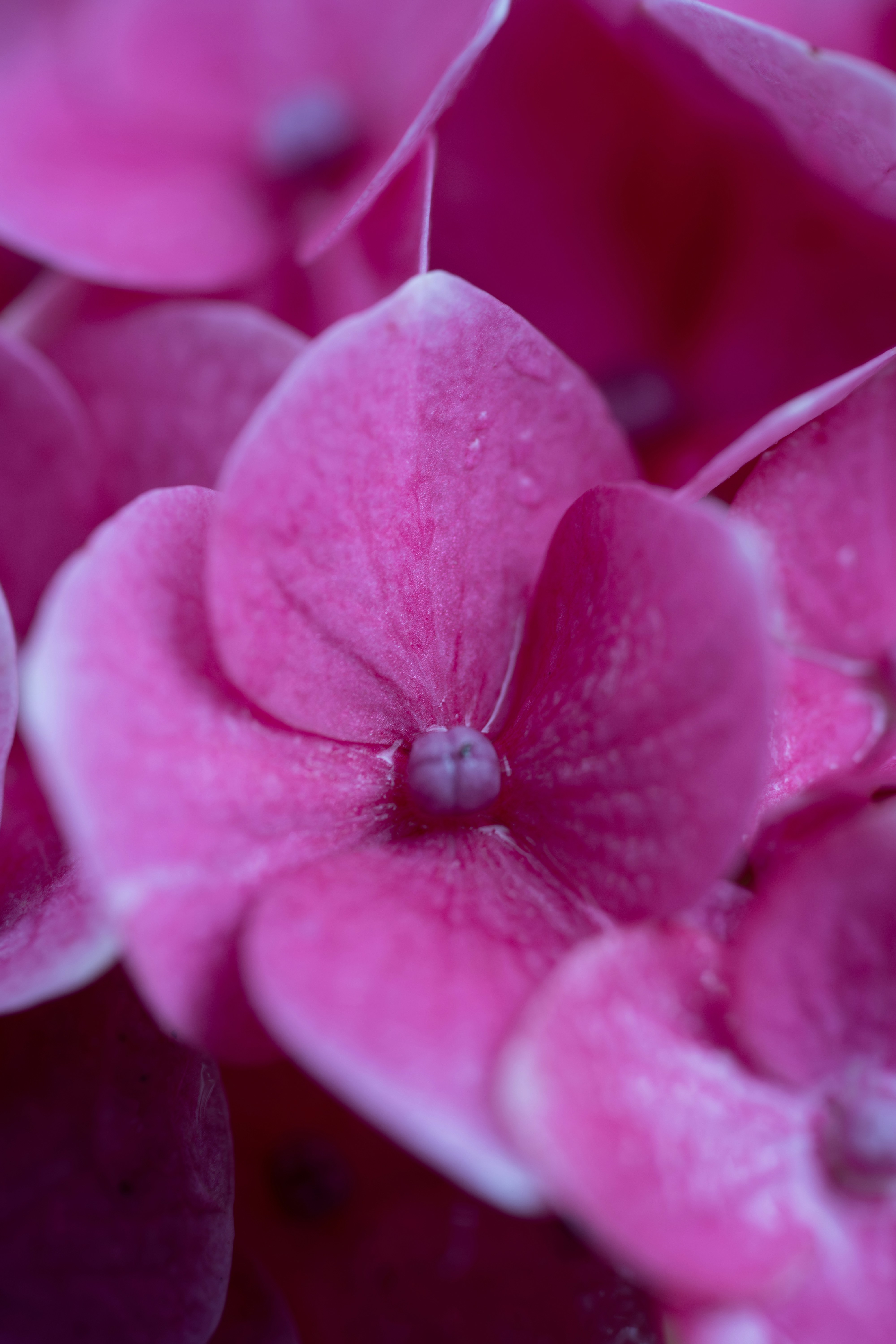 Photo by saidyigitcamlica