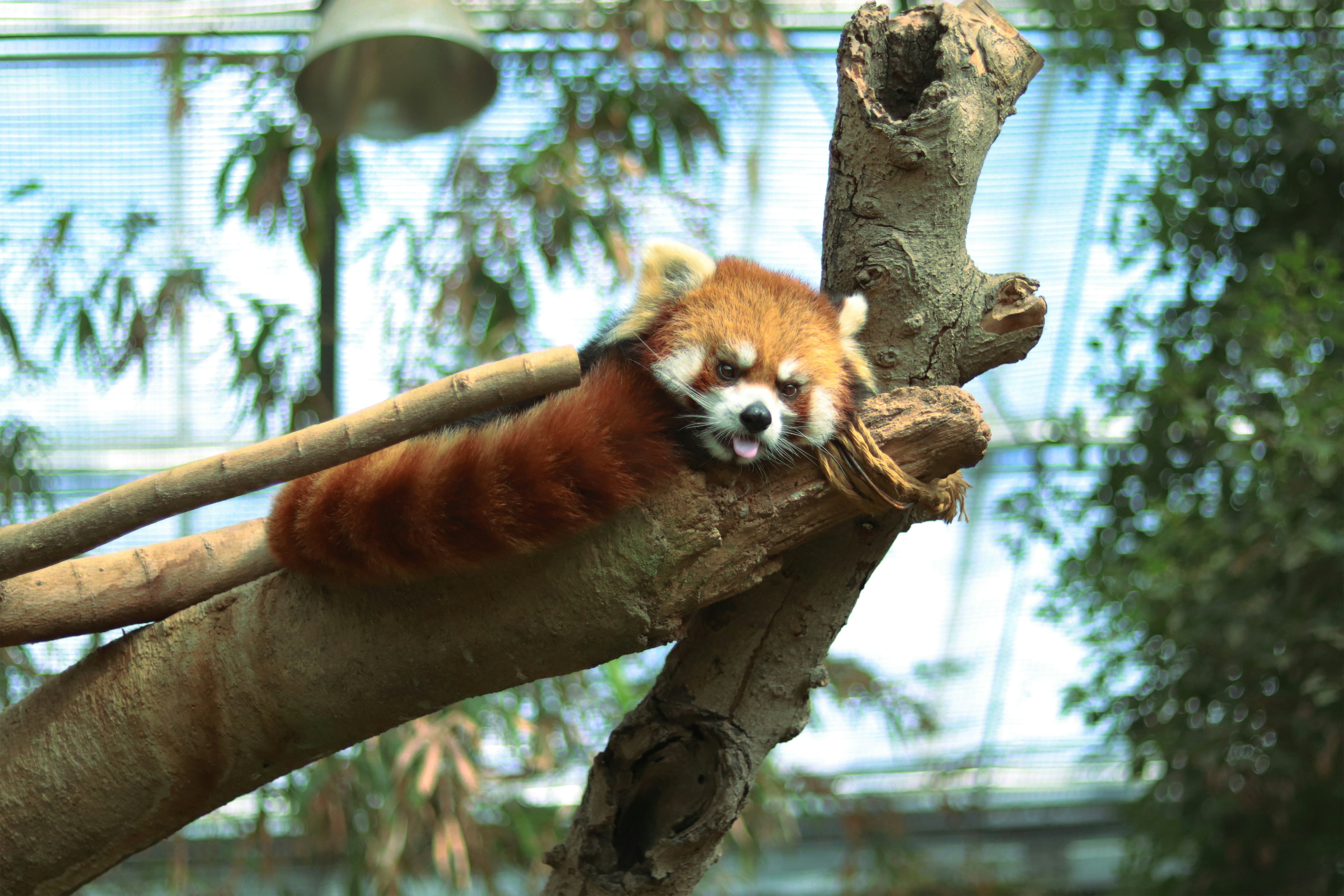 Un panda rojo durmiendo en la rama de un árbol
