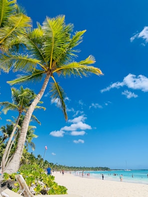 A beach with palm trees and people in the water