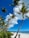A woman standing on a beach next to a palm tree