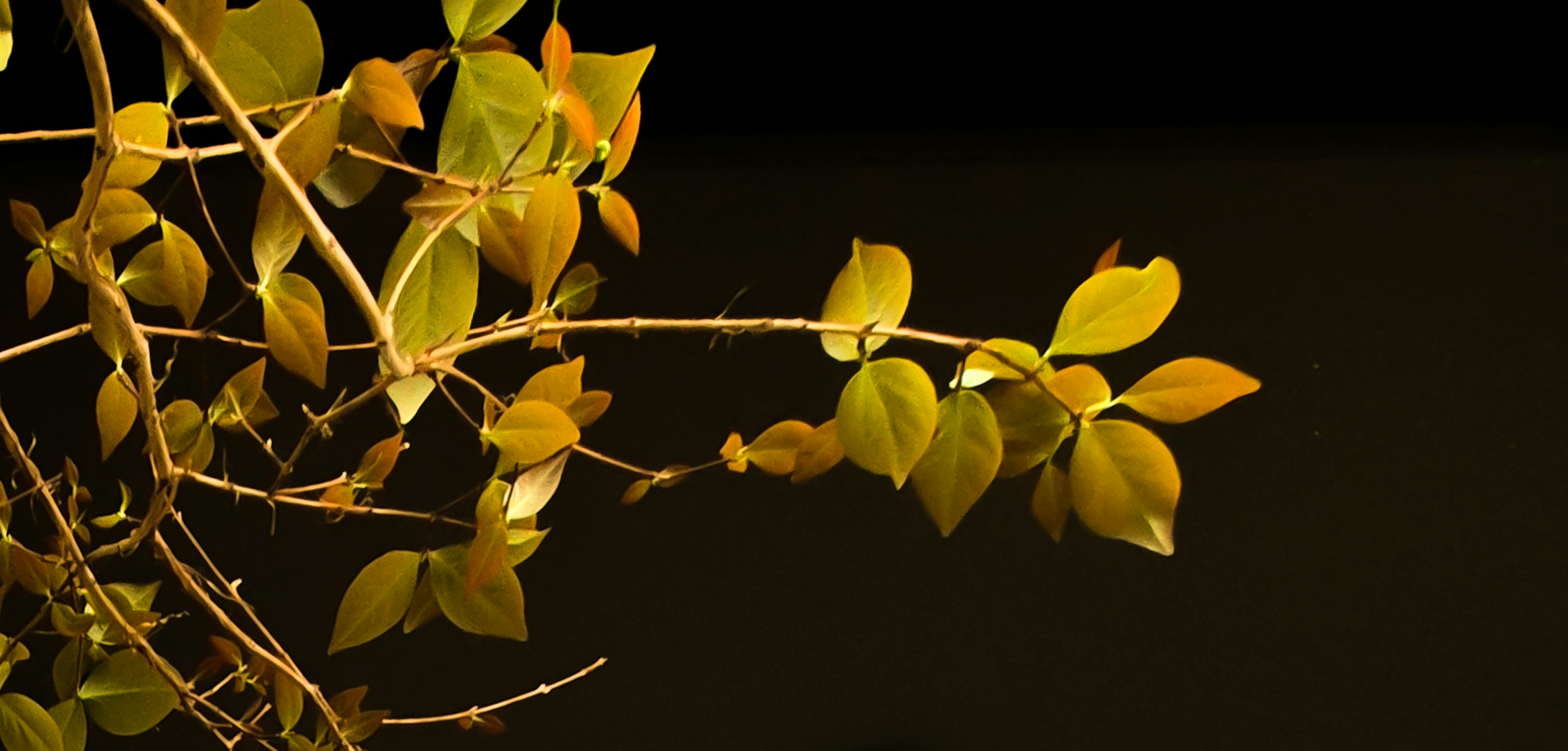 Chá de folha de pitanga para diarreia: meu relato, o que a ciência diz e como preparar
