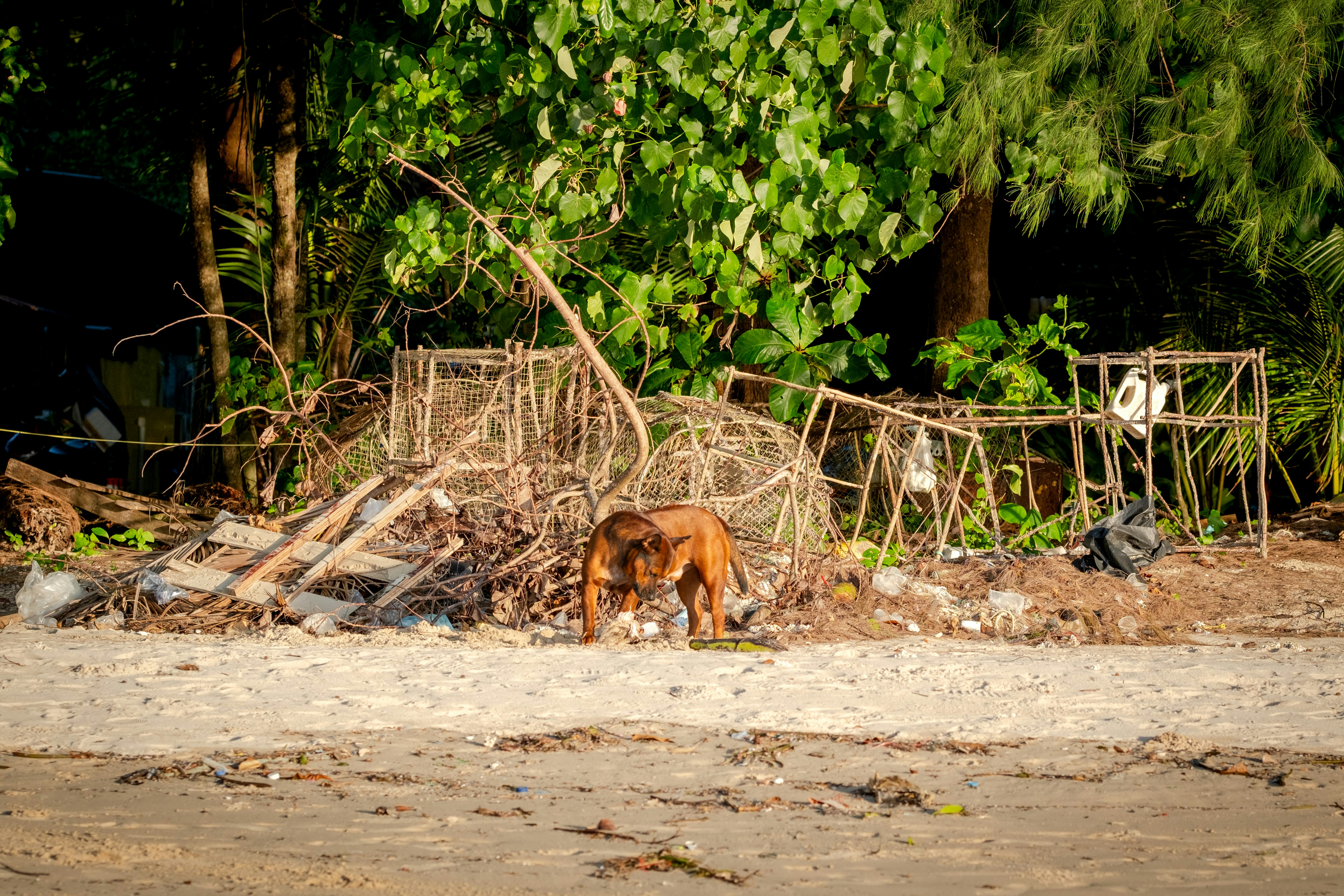 A brown dog standing on top of a sandy beach