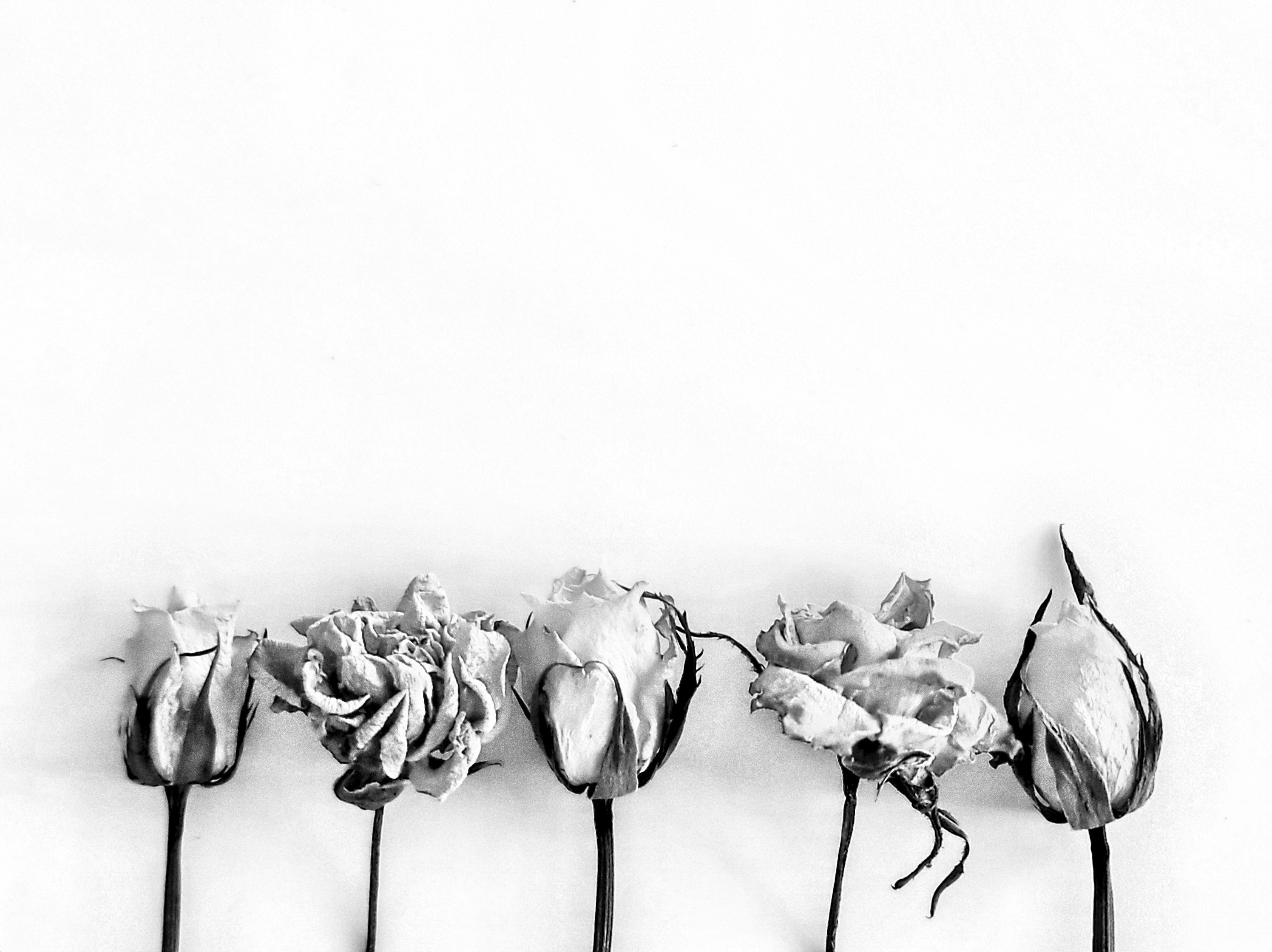 White flower Arrangement