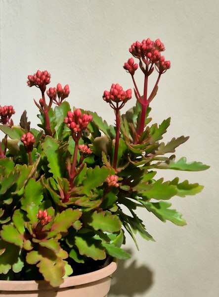Kalanchoe