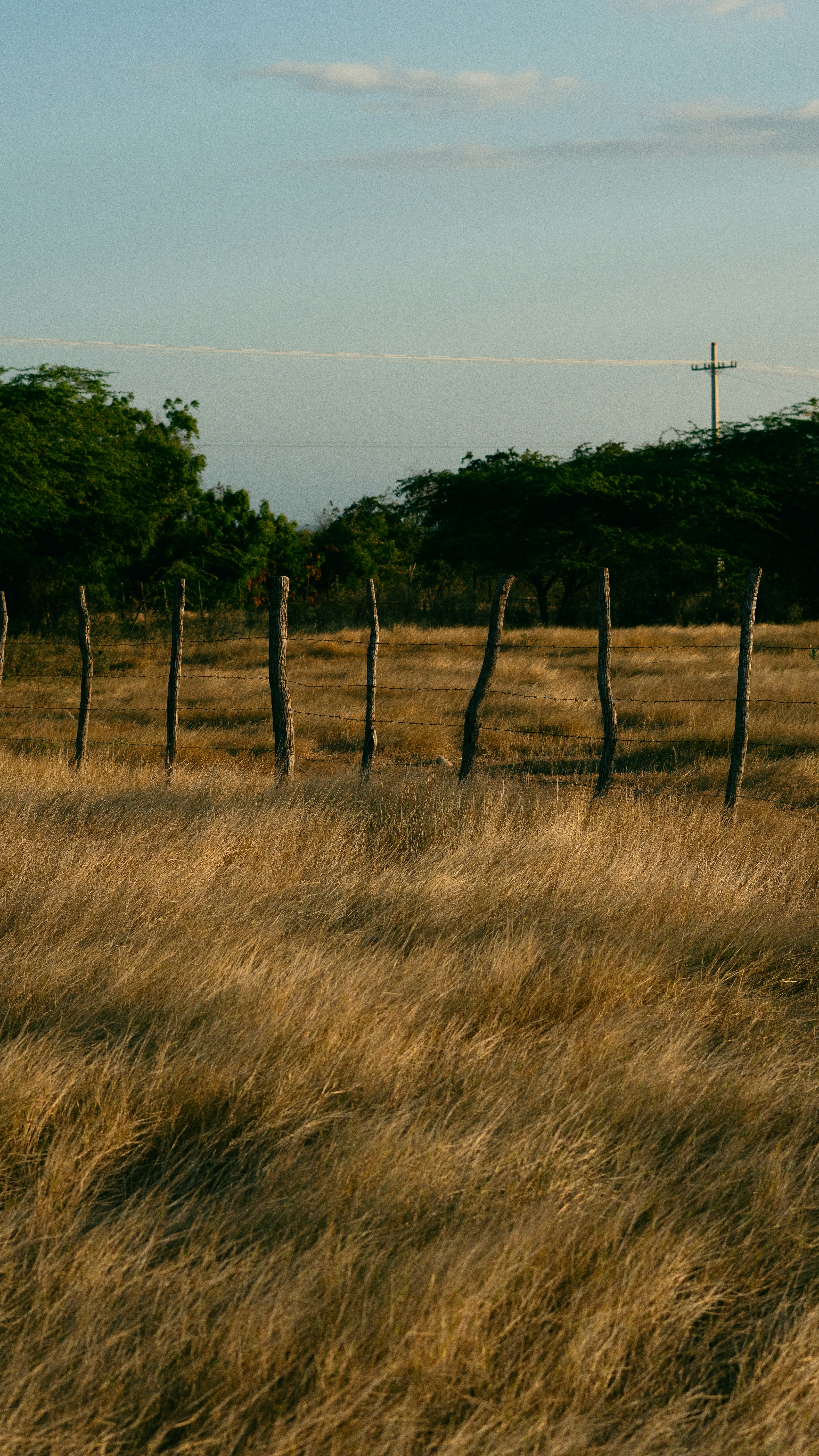 A field with a fence and a cross in the distance