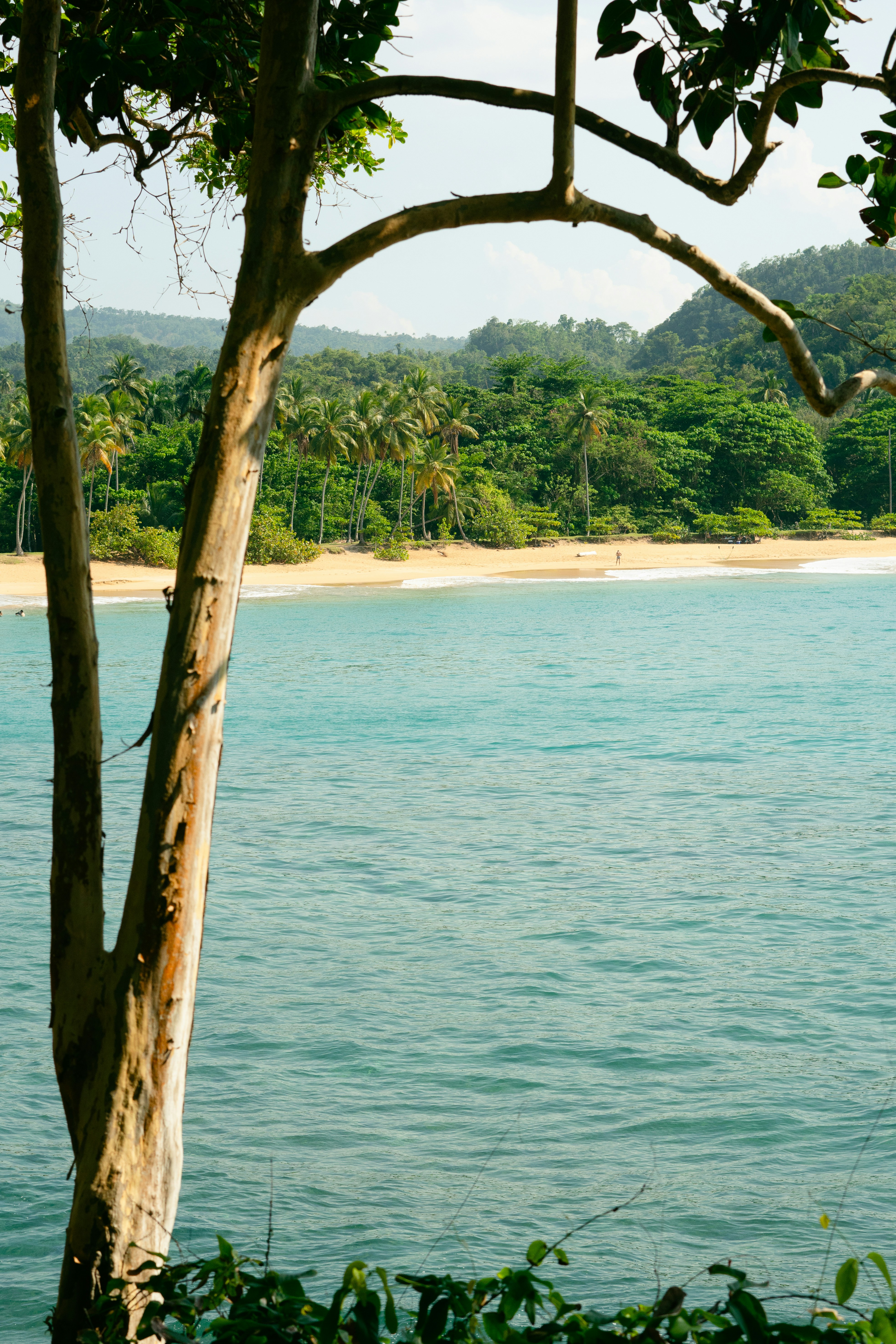 A body of water surrounded by trees and a beach