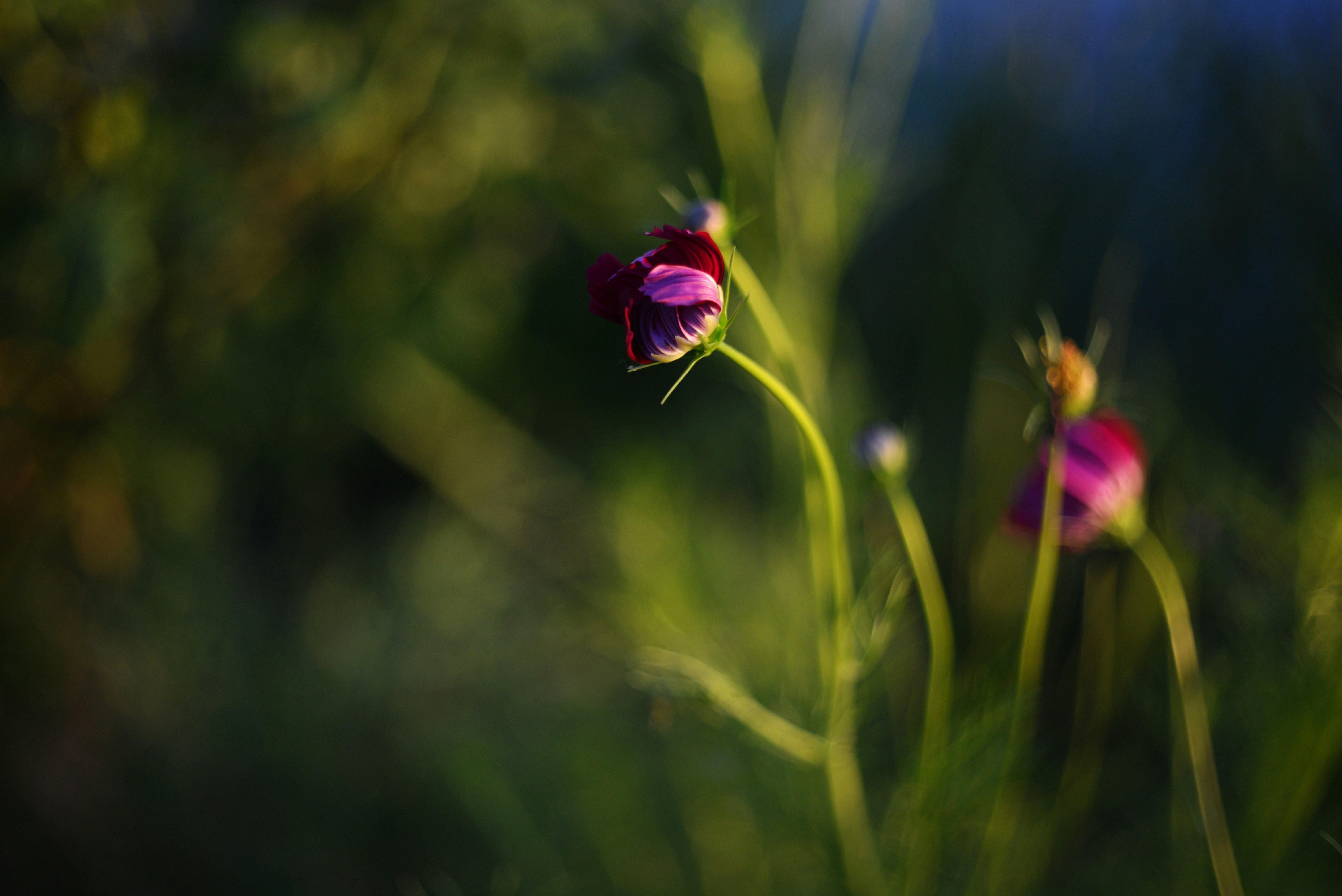 A close up of a flower with a blurry background