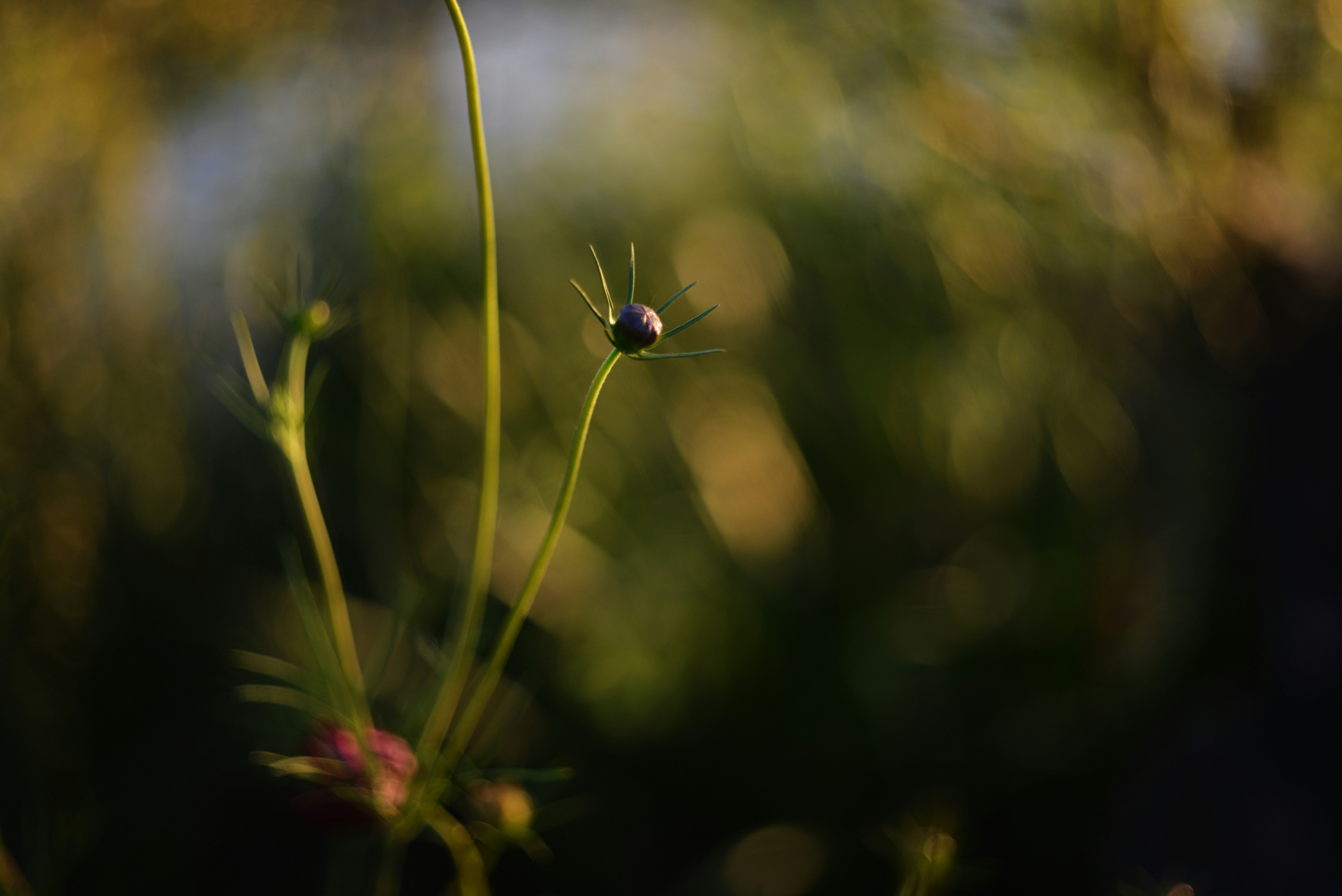 Photo by cherstve_pechivo