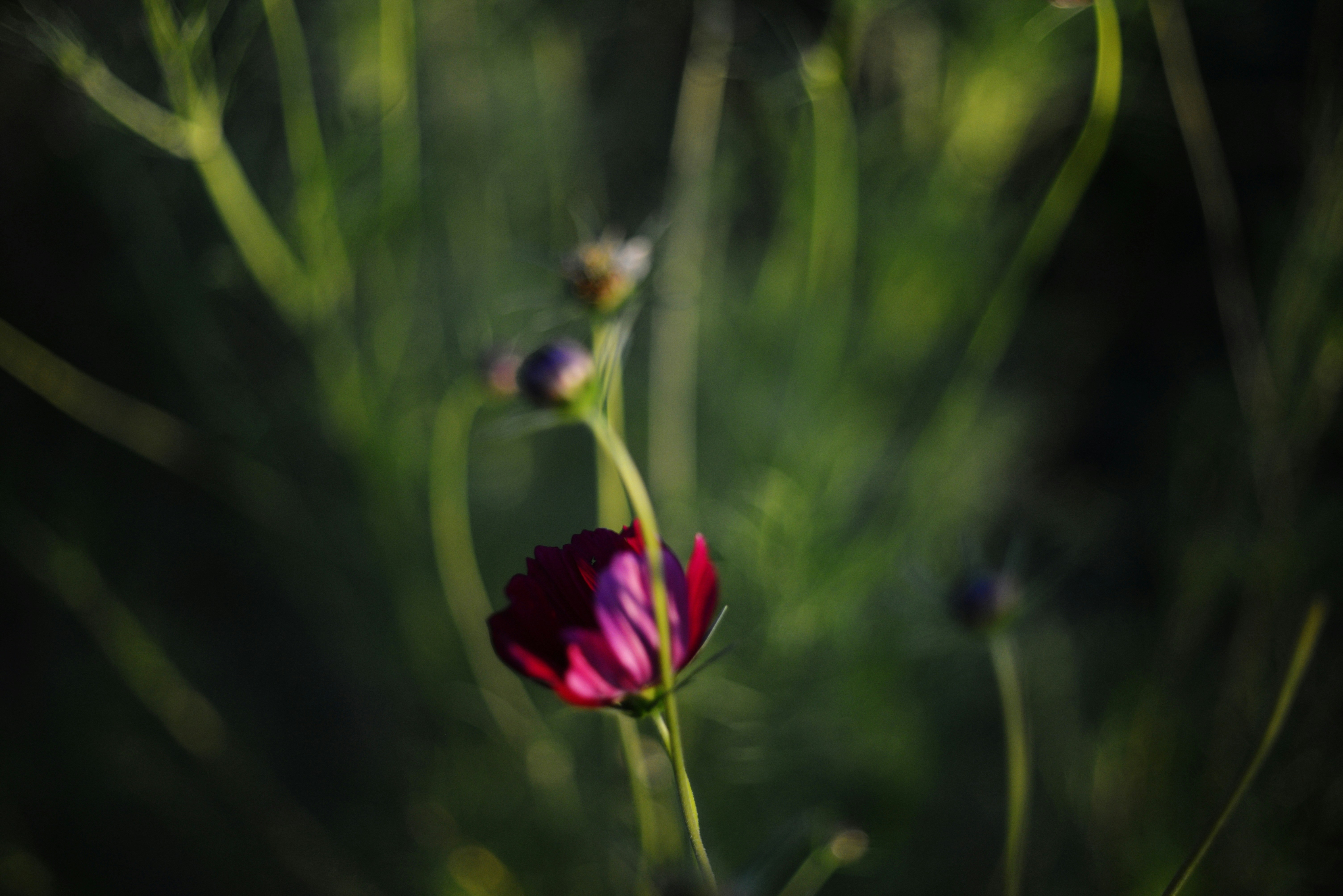 Photo by cherstve_pechivo