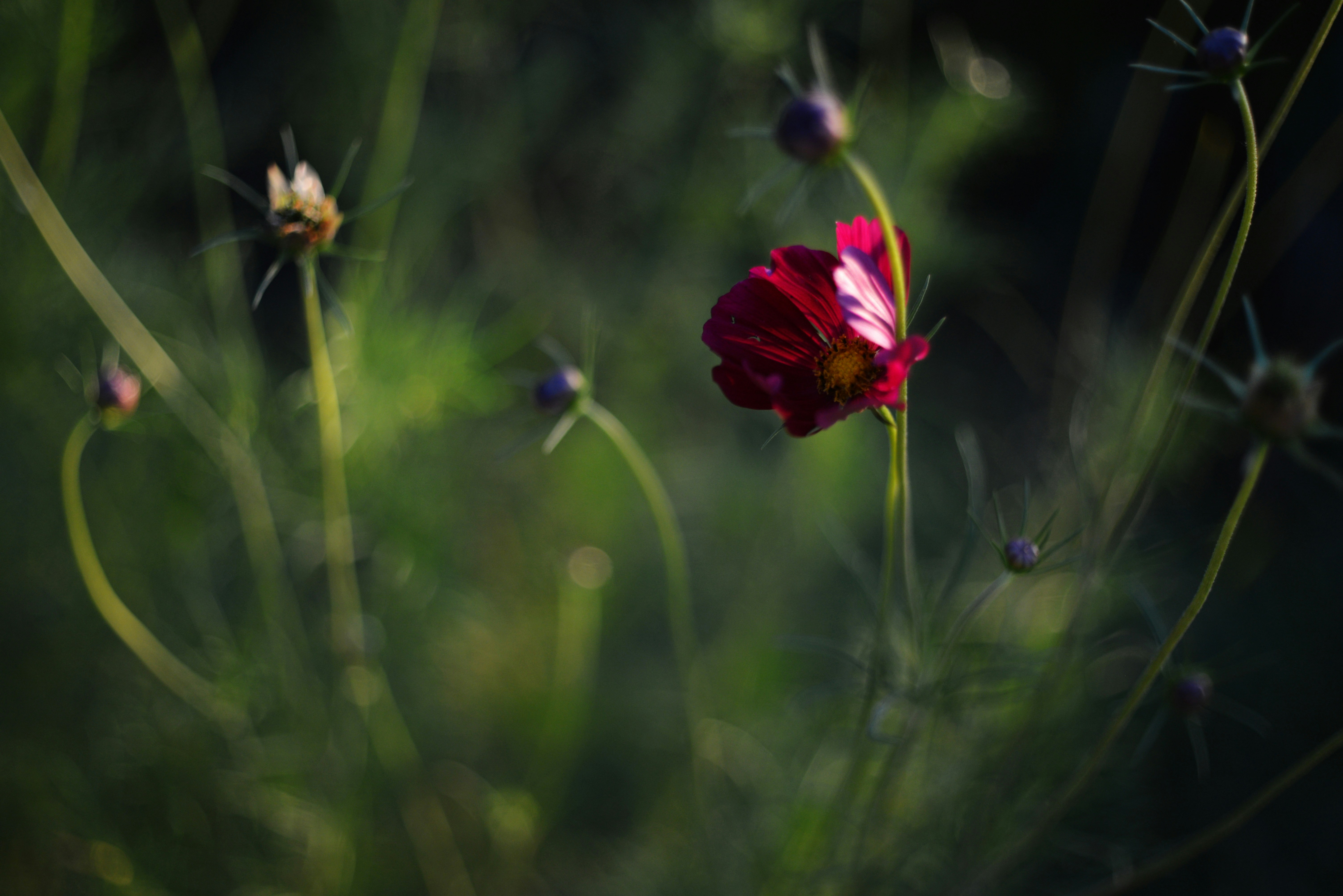 Photo by cherstve_pechivo