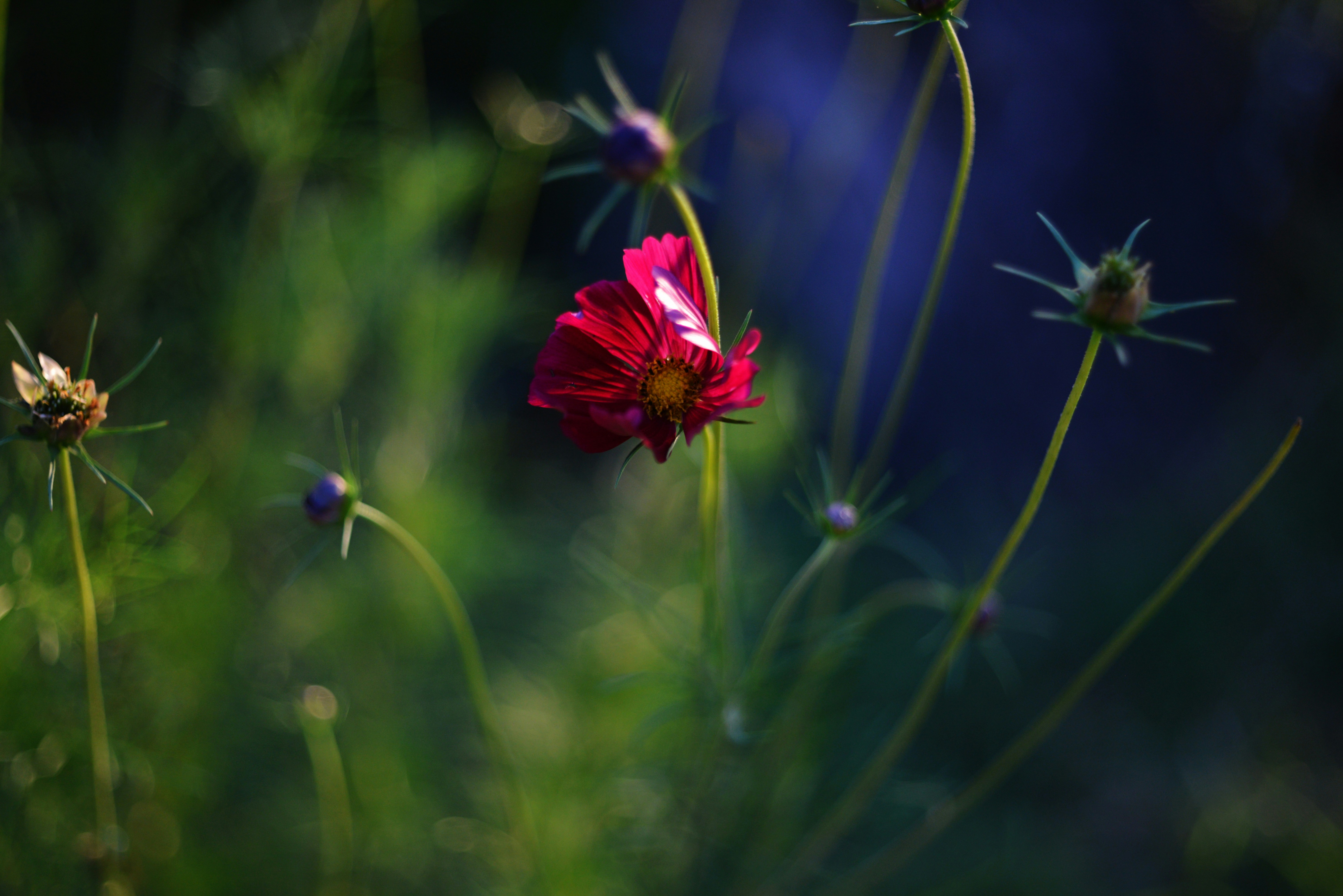 Photo by cherstve_pechivo