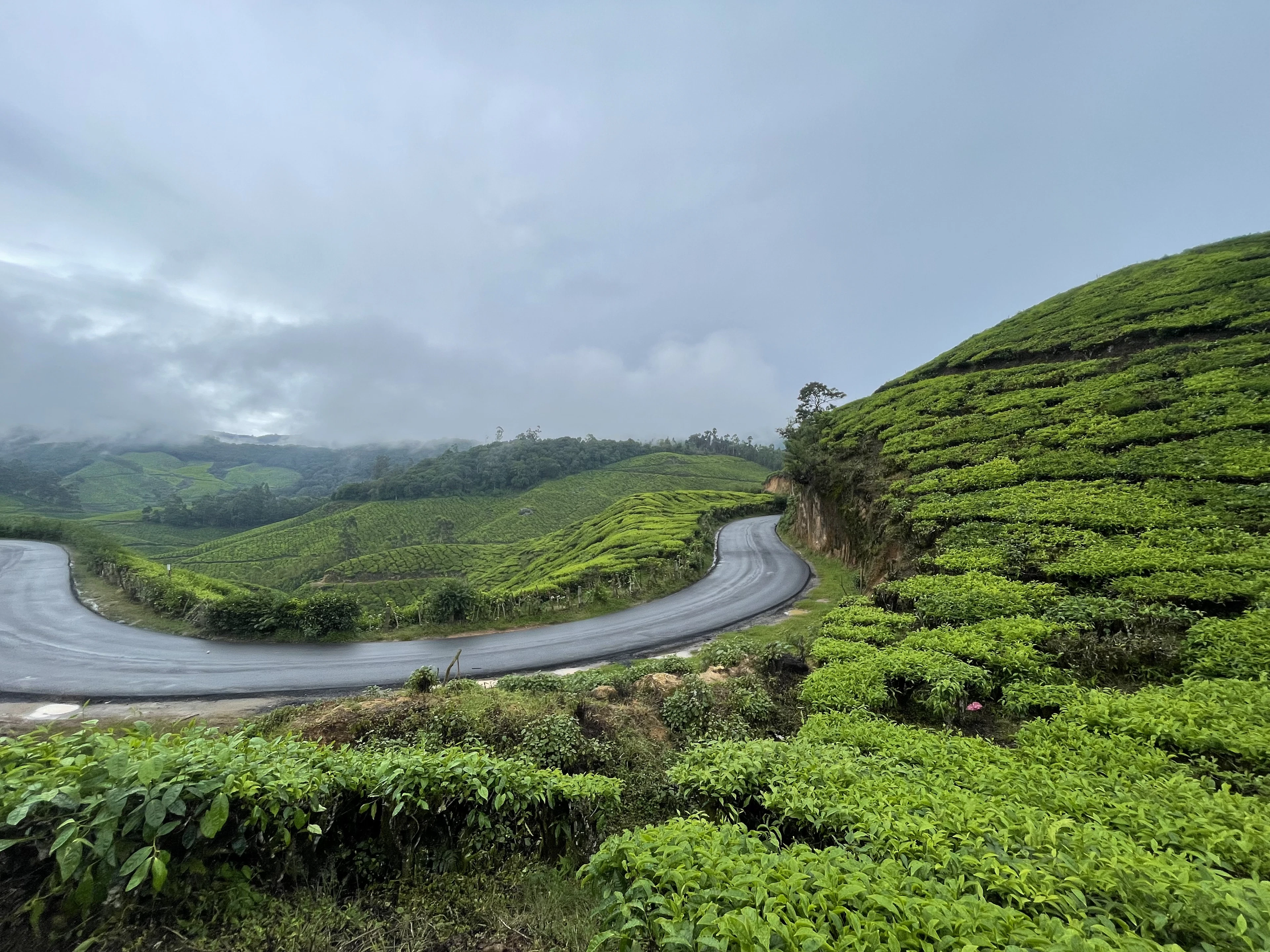 Winding hill road through Munnar's tea estates