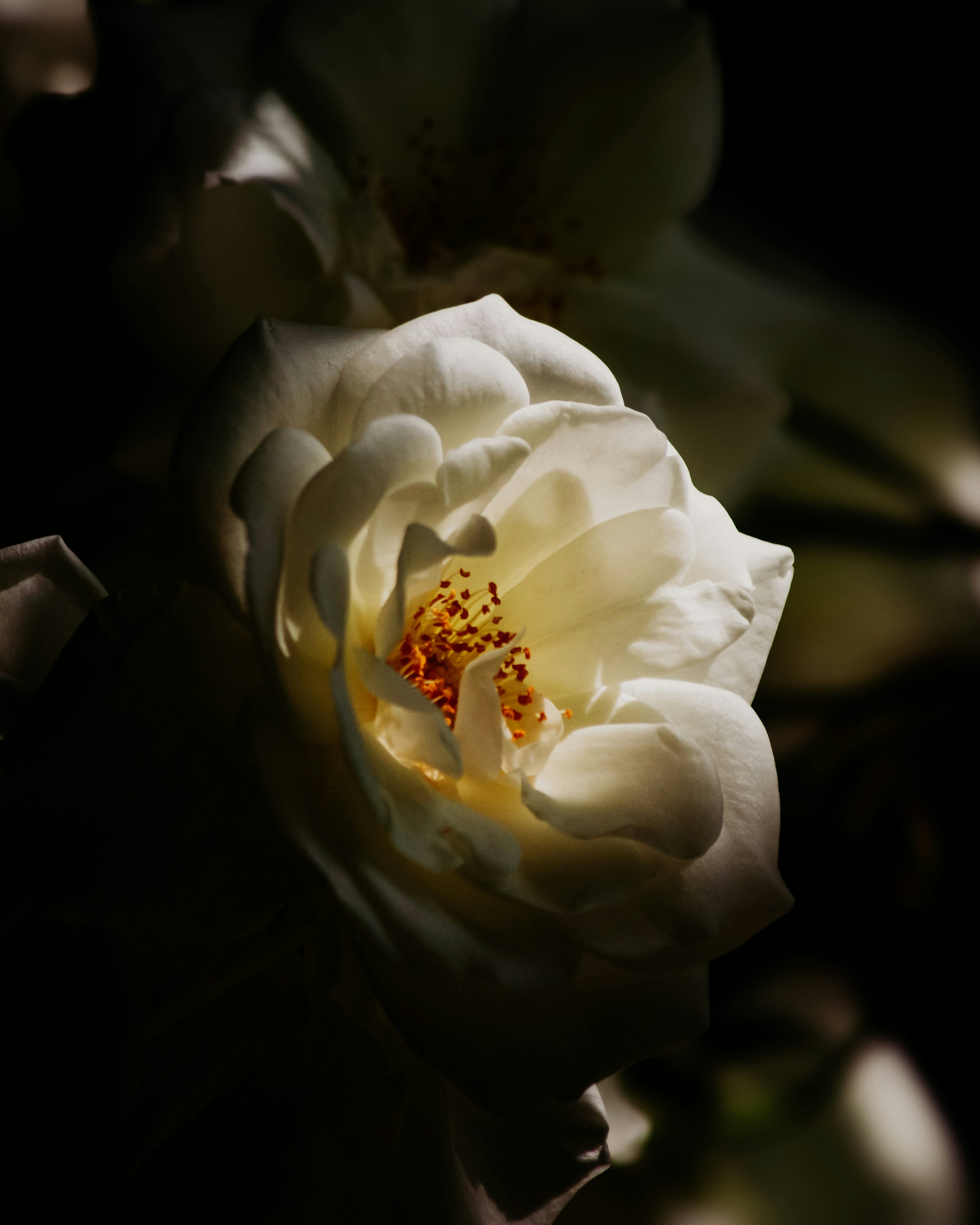 Photo by milindbedwa