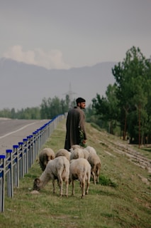 A man standing on the side of a road next to a herd of sheep