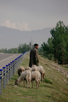 A man standing on the side of a road next to a herd of sheep