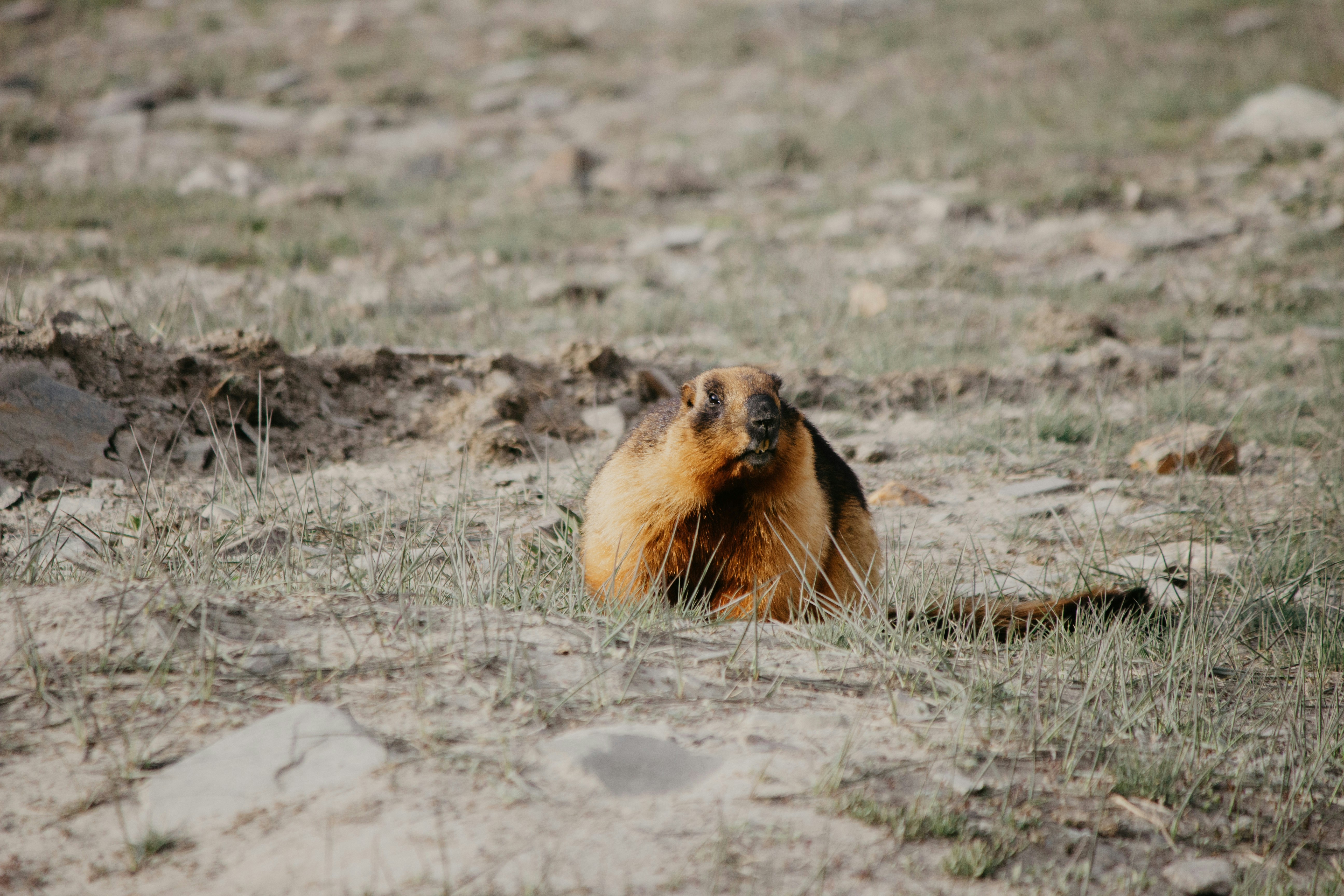 Photo by milindbedwa