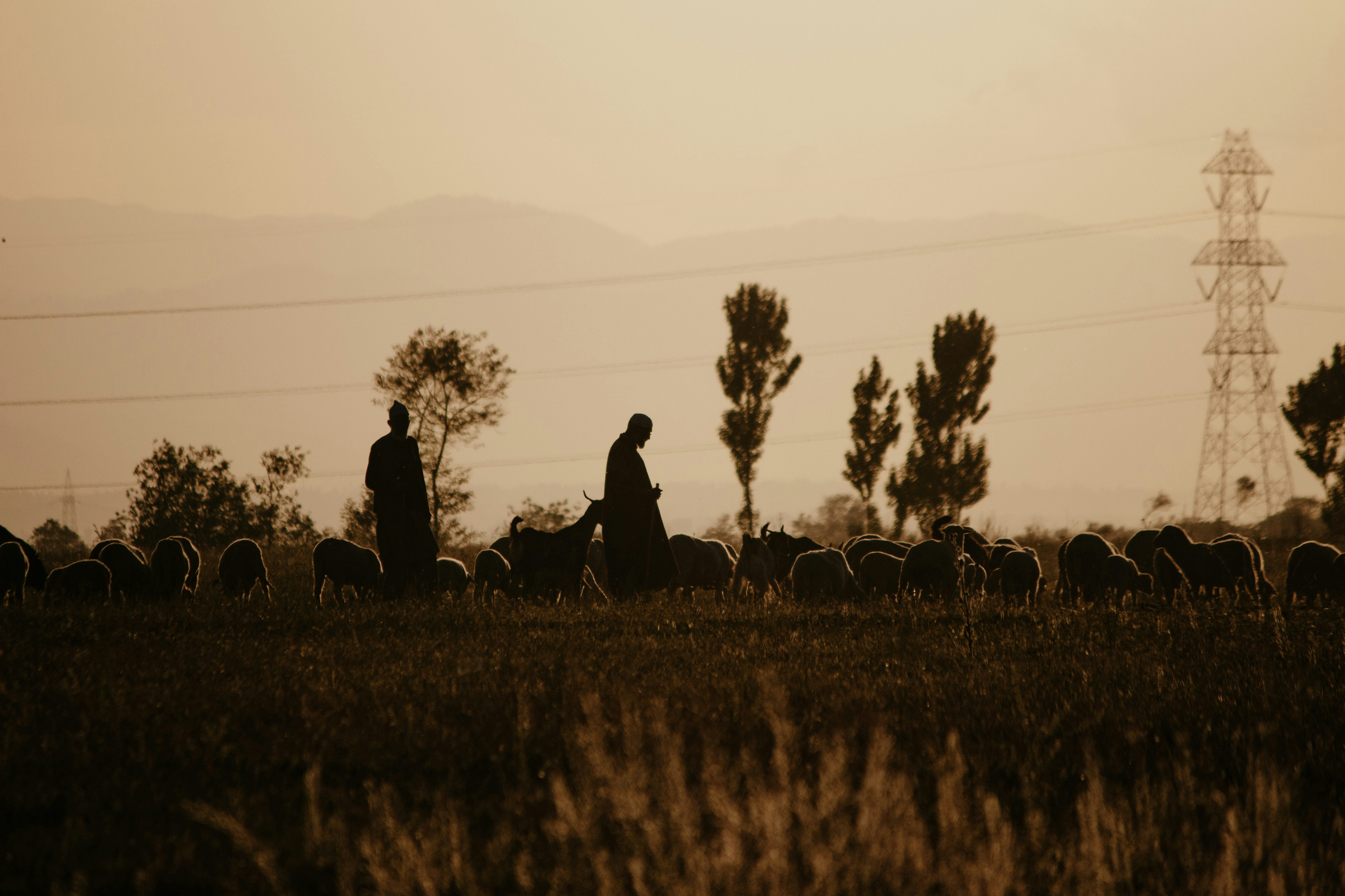 A herd of sheep walking across a lush green field