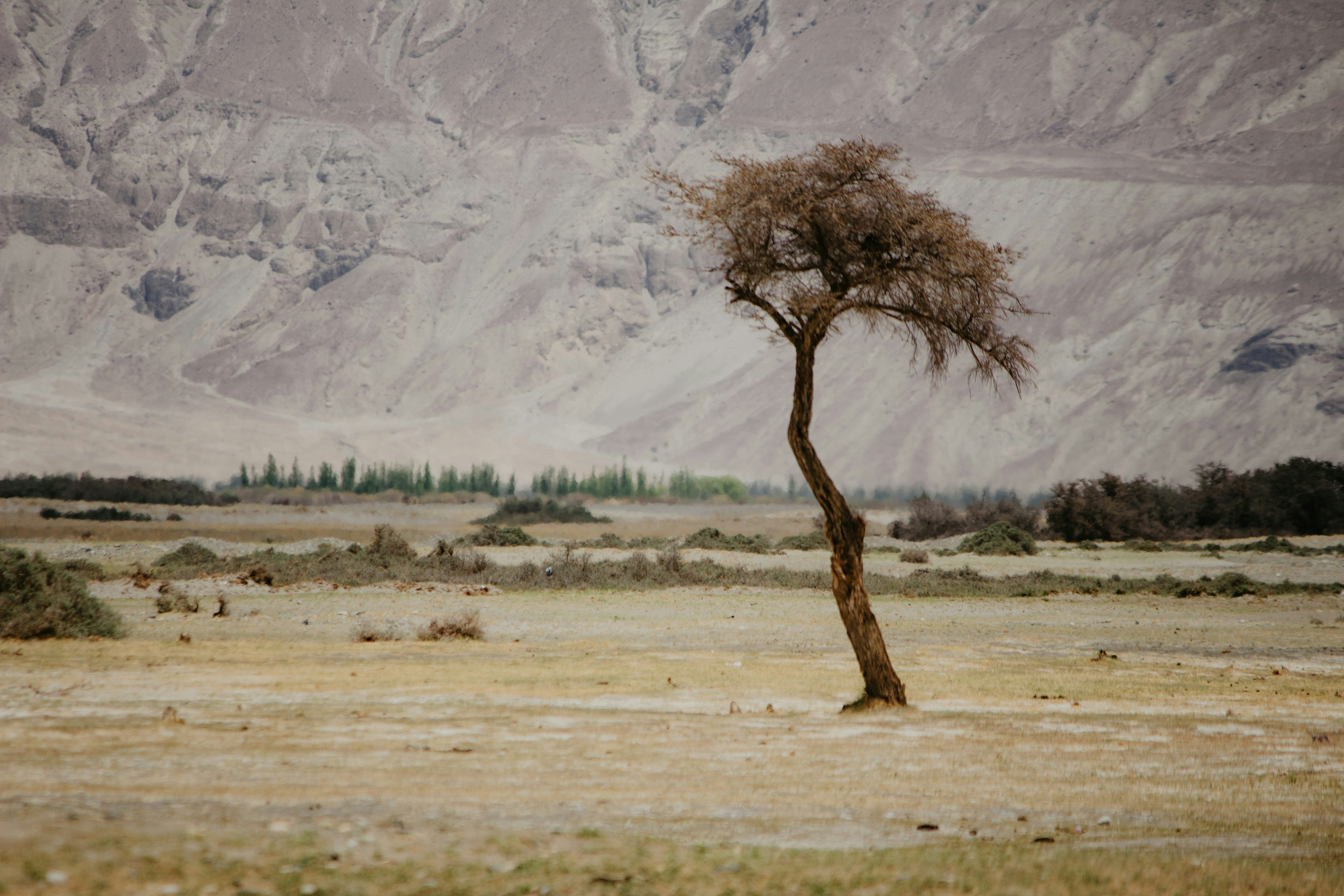 Lone tree in a field with mountains in the background