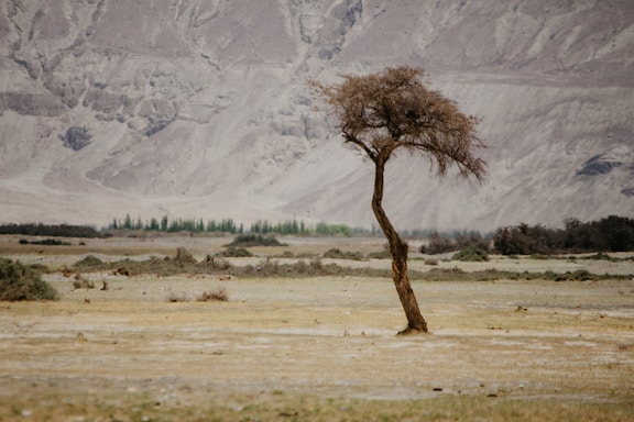 A lone tree in a field with mountains in the background