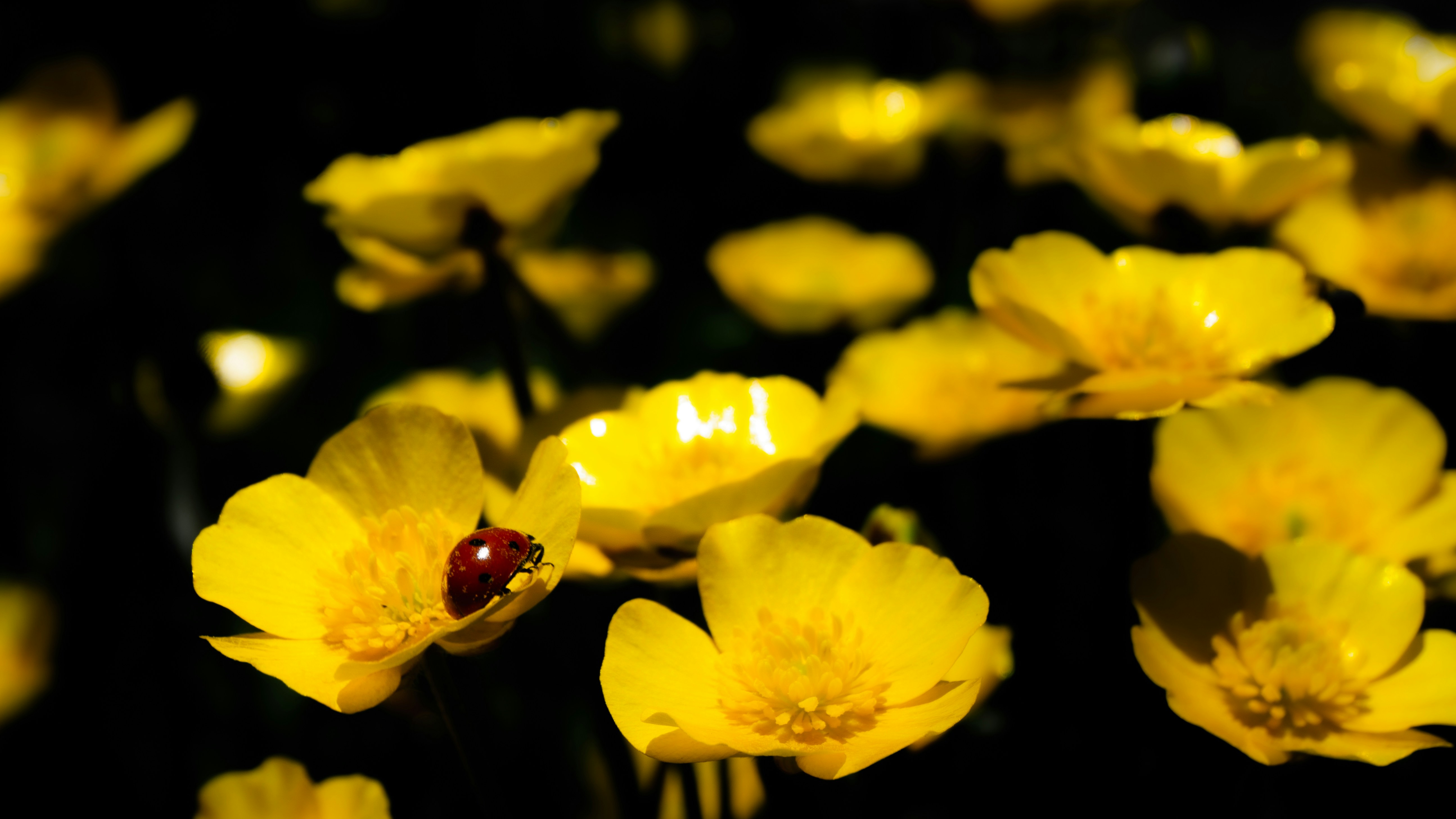 Flores amarillas con una mariquita en medio de ellas
