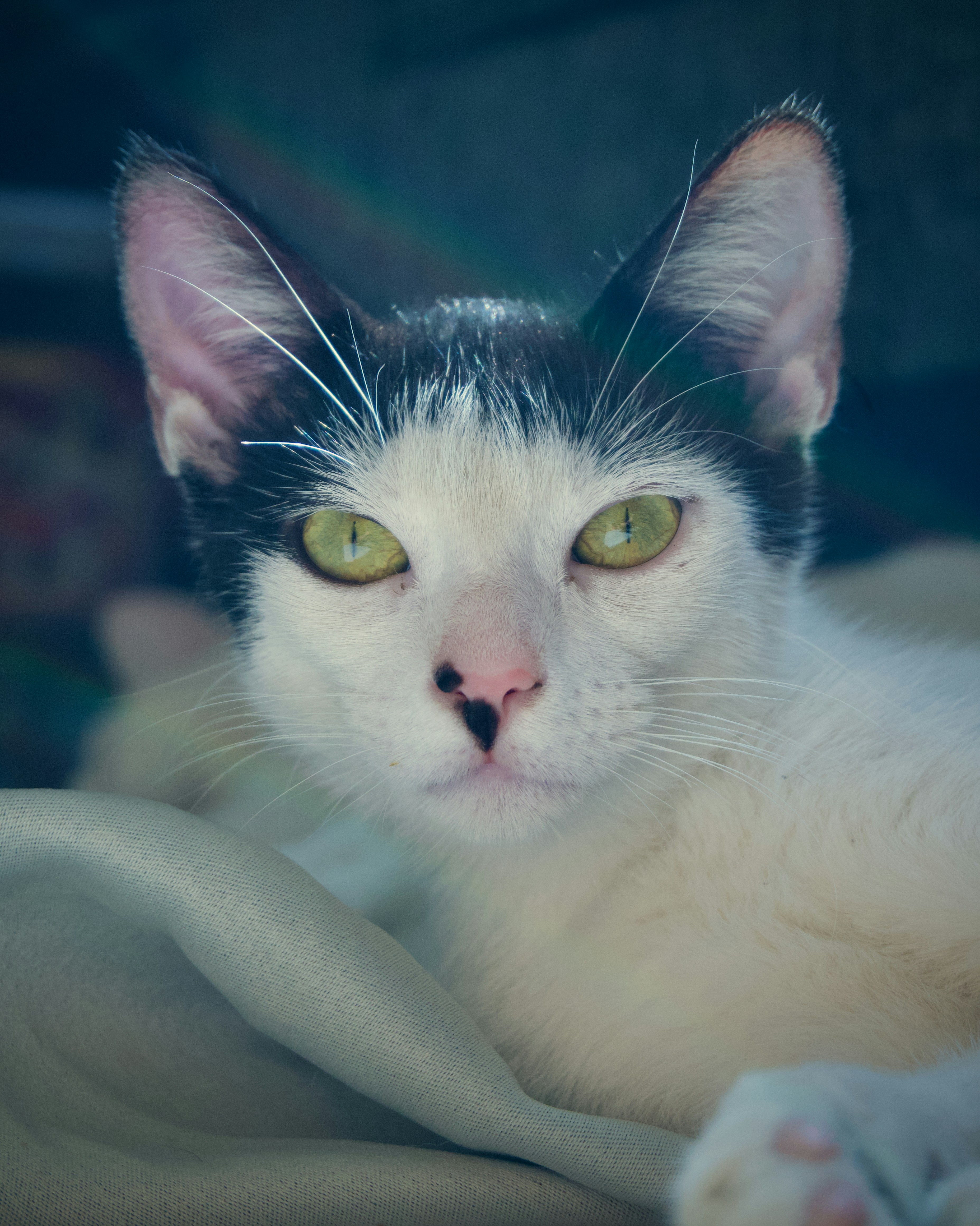 A black and white cat laying on top of a blanket