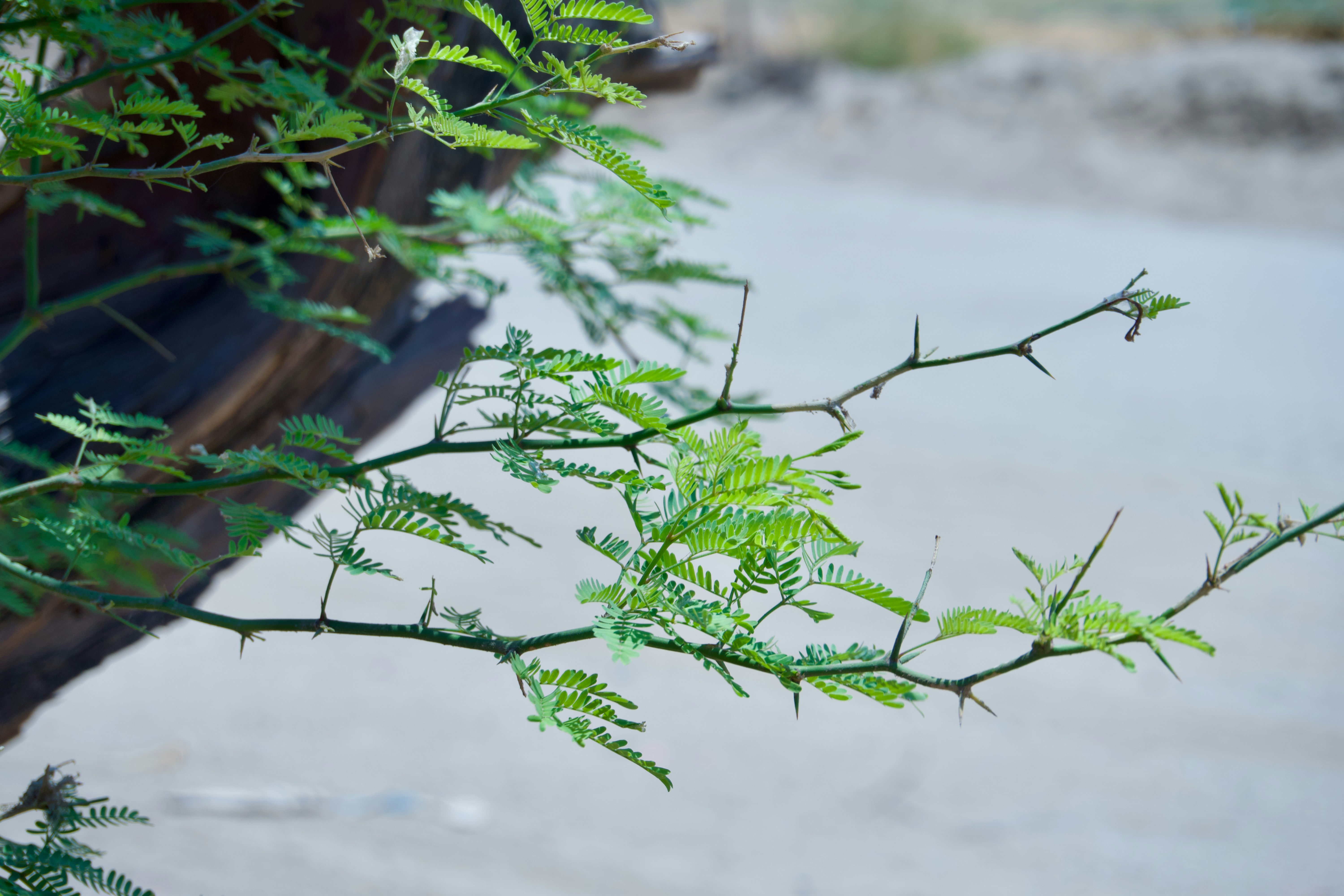 A close up of a tree branch with green leaves