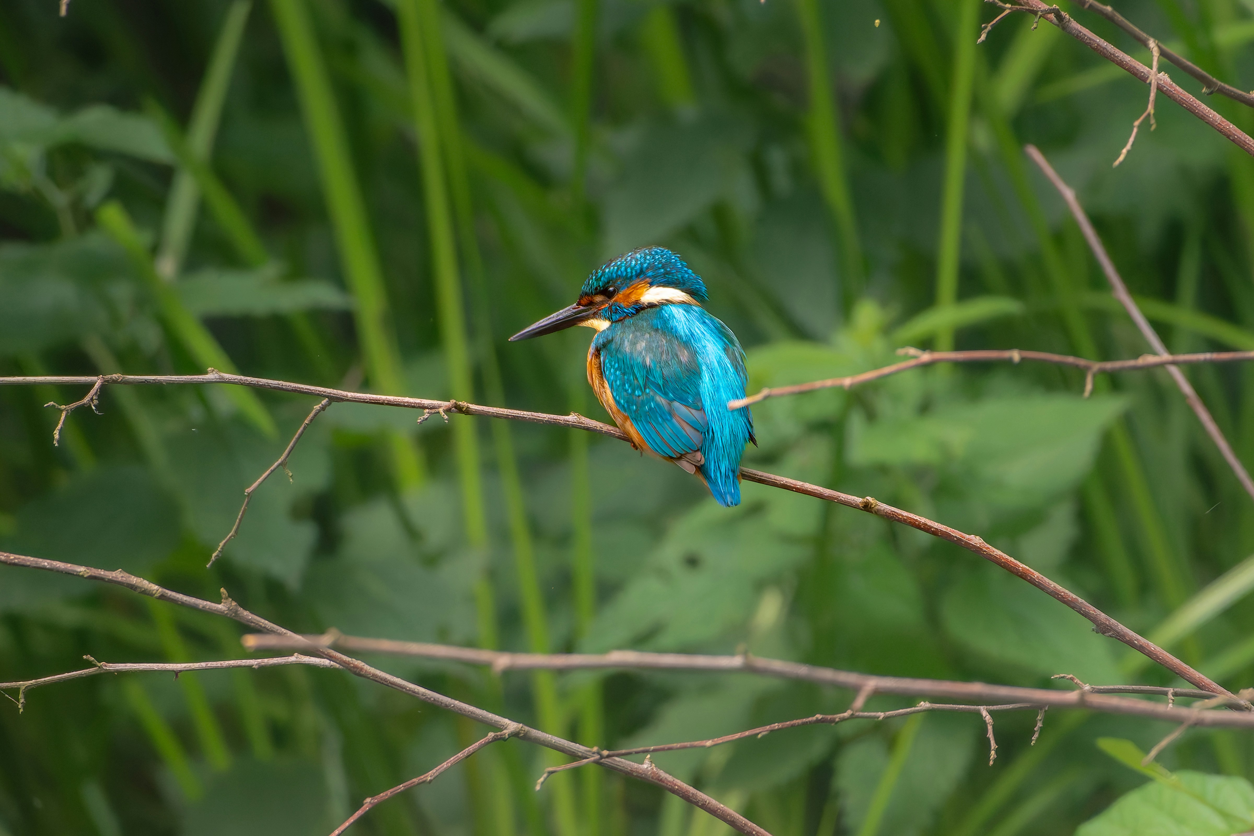 Photo by siegfriedpoepperl