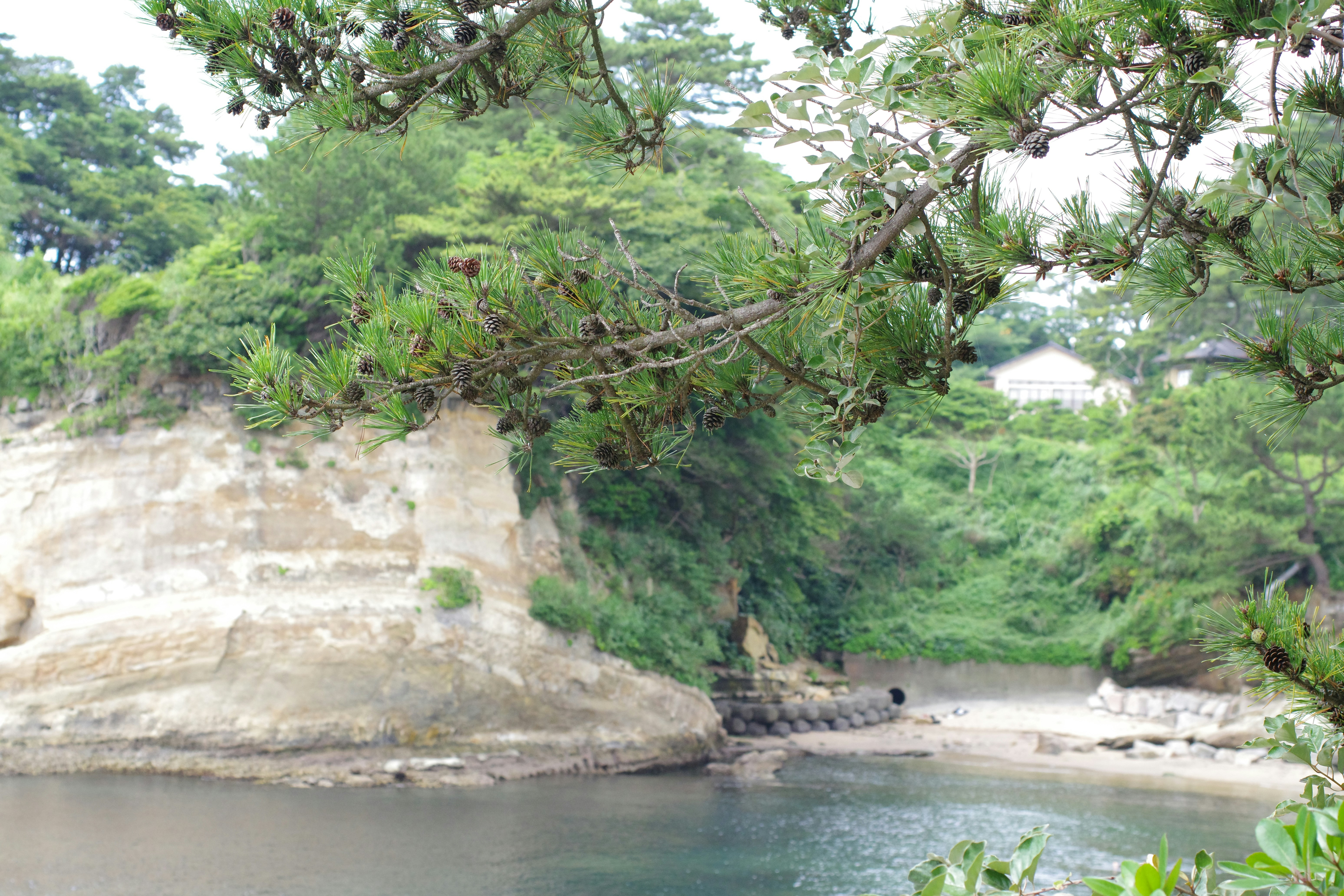 A large body of water surrounded by trees