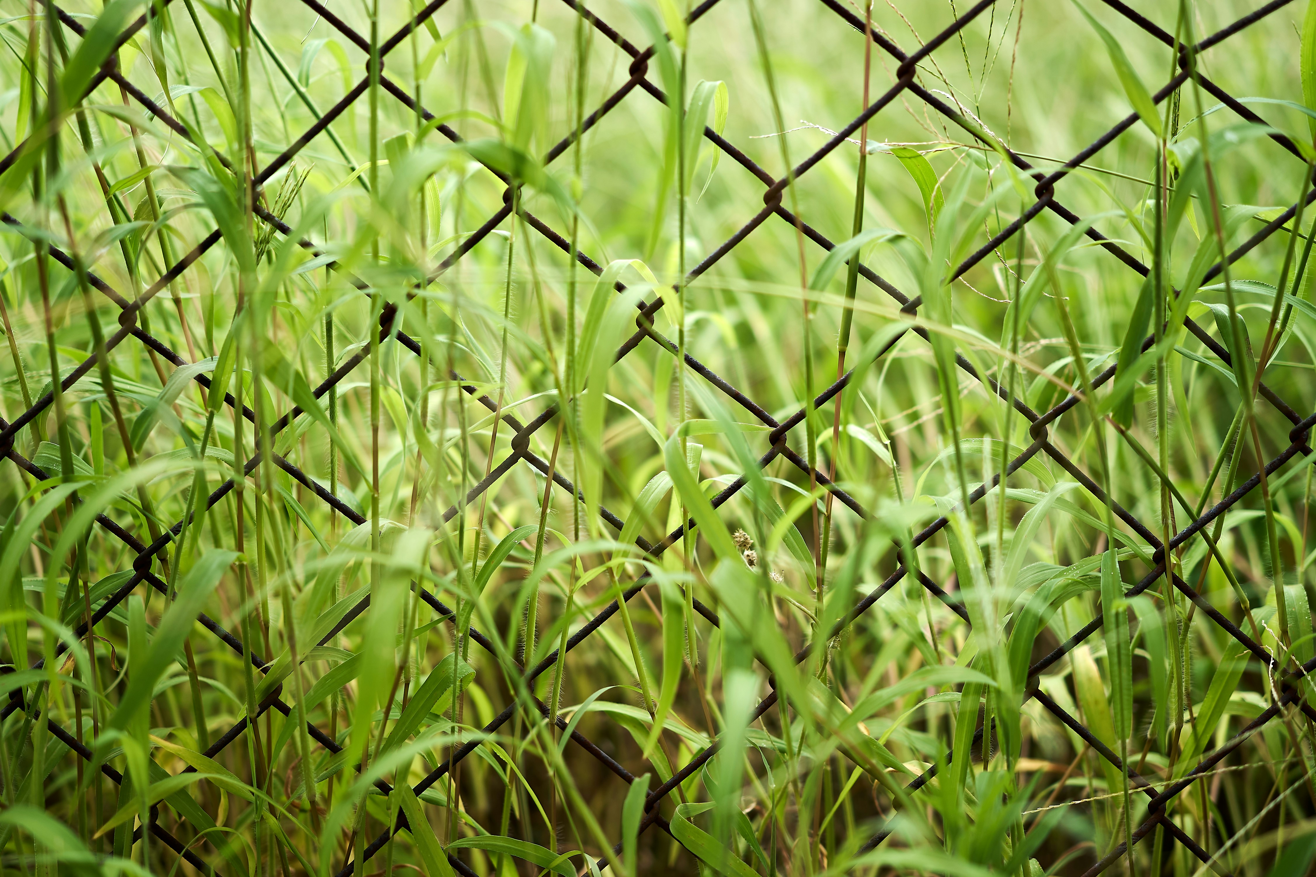 A close up of a chain link fence with grass photo – Free Forest Image ...