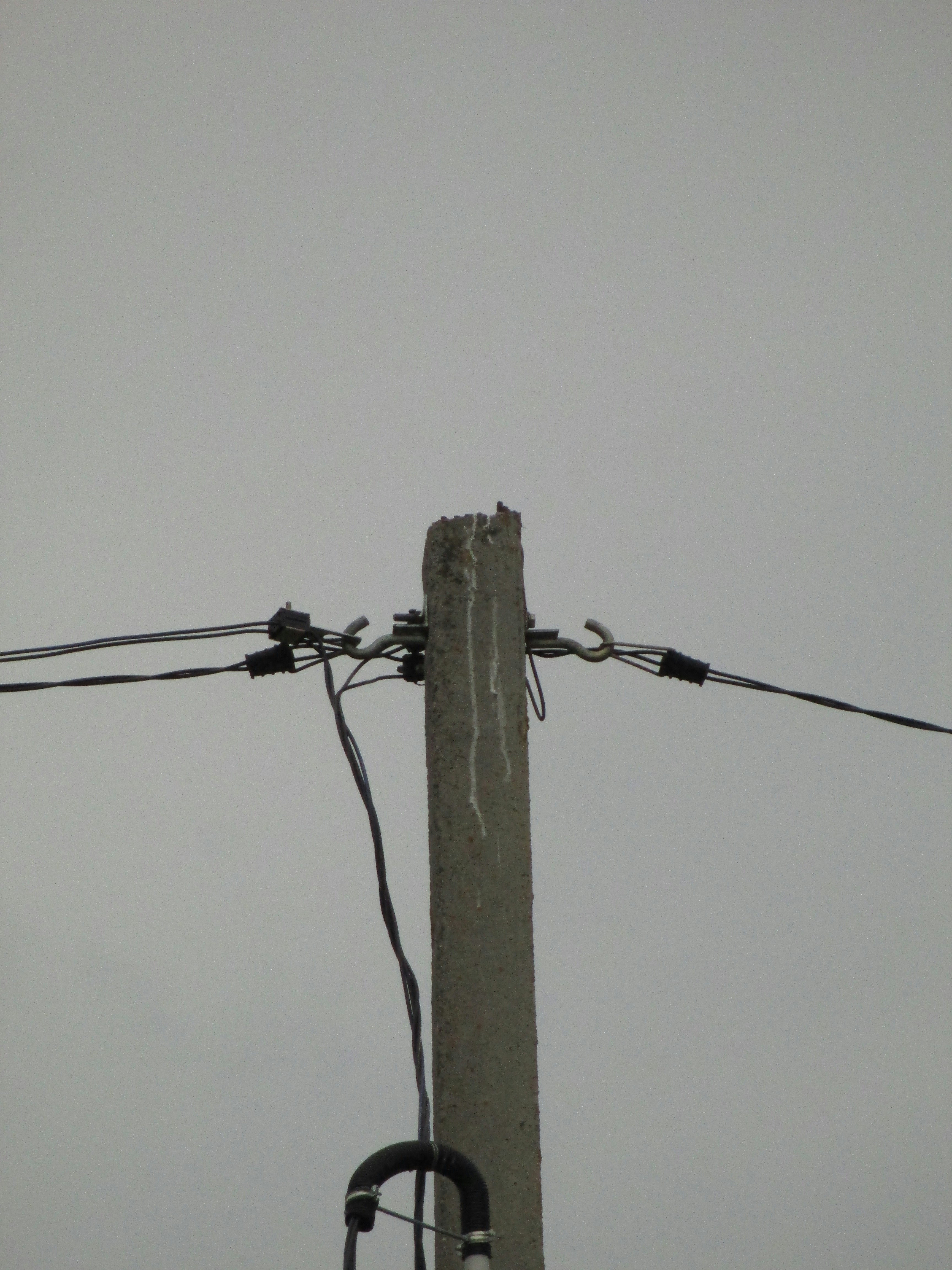 A bird sitting on top of a power pole