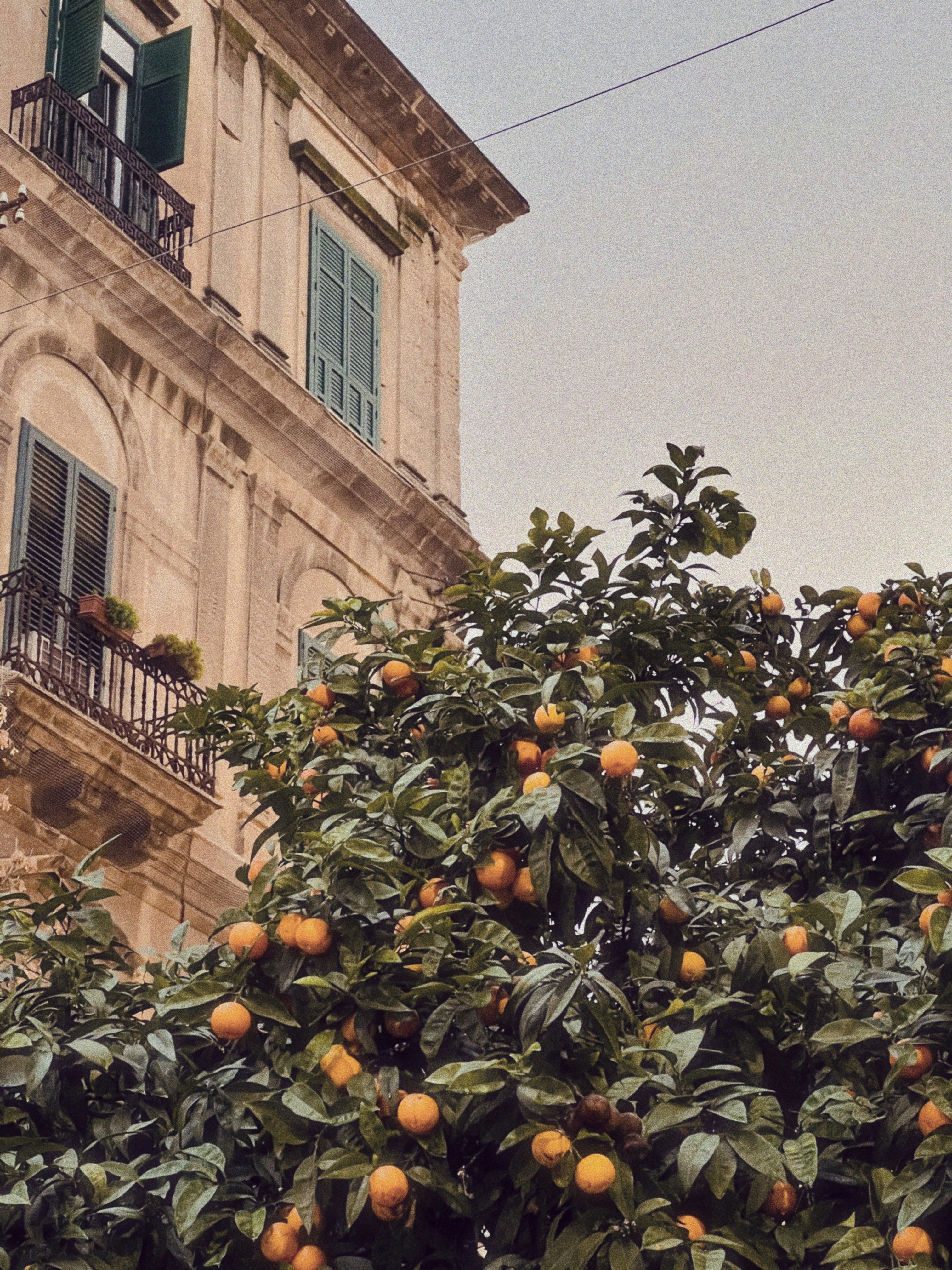 An orange tree in front of a building