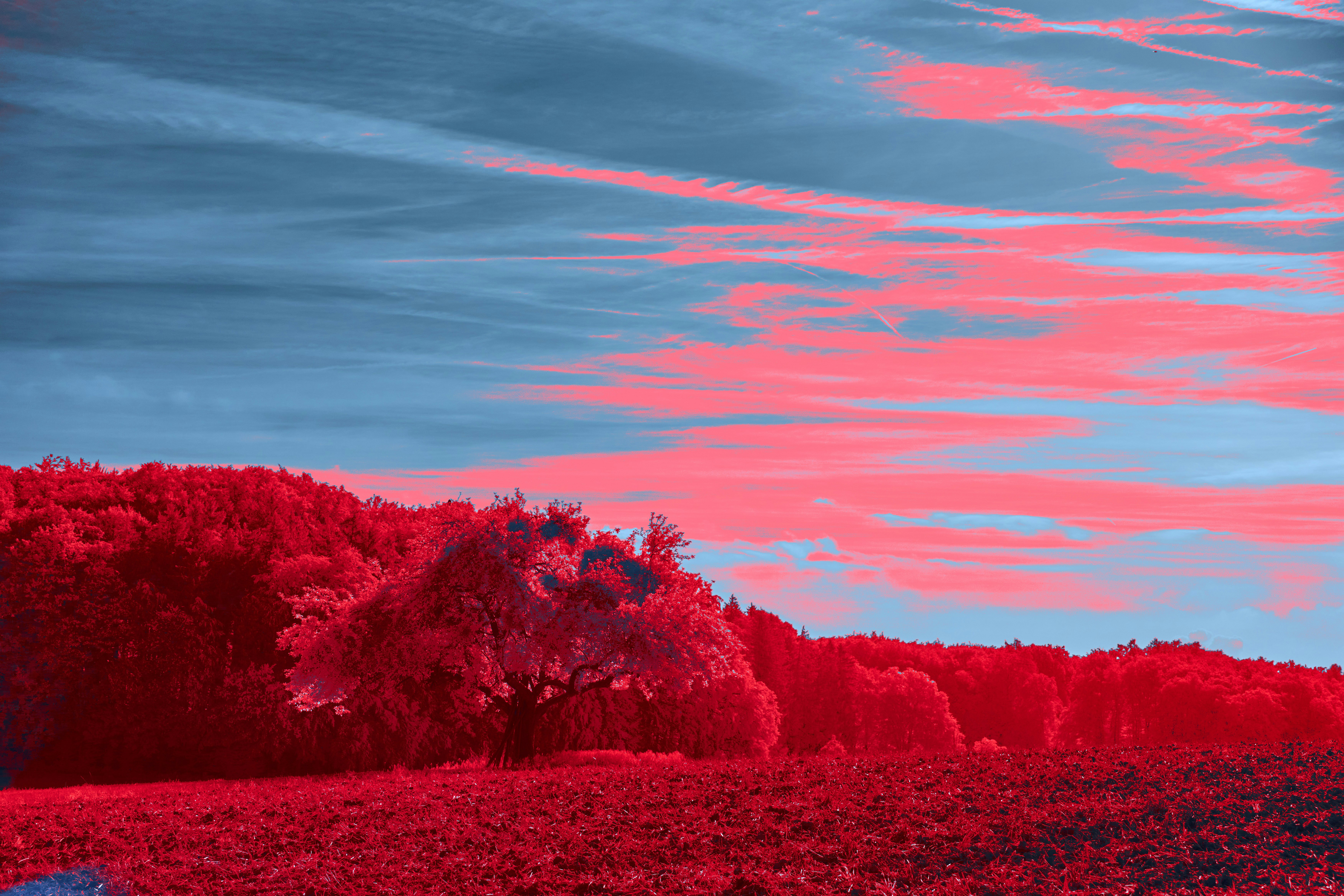 Photo by wolfgang_hasselmann