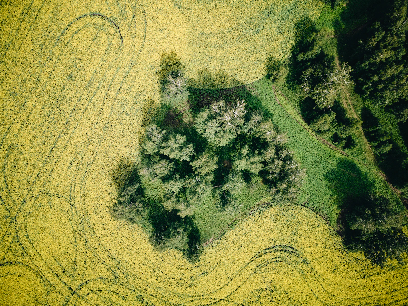 Use satellite observations to focus field scouting